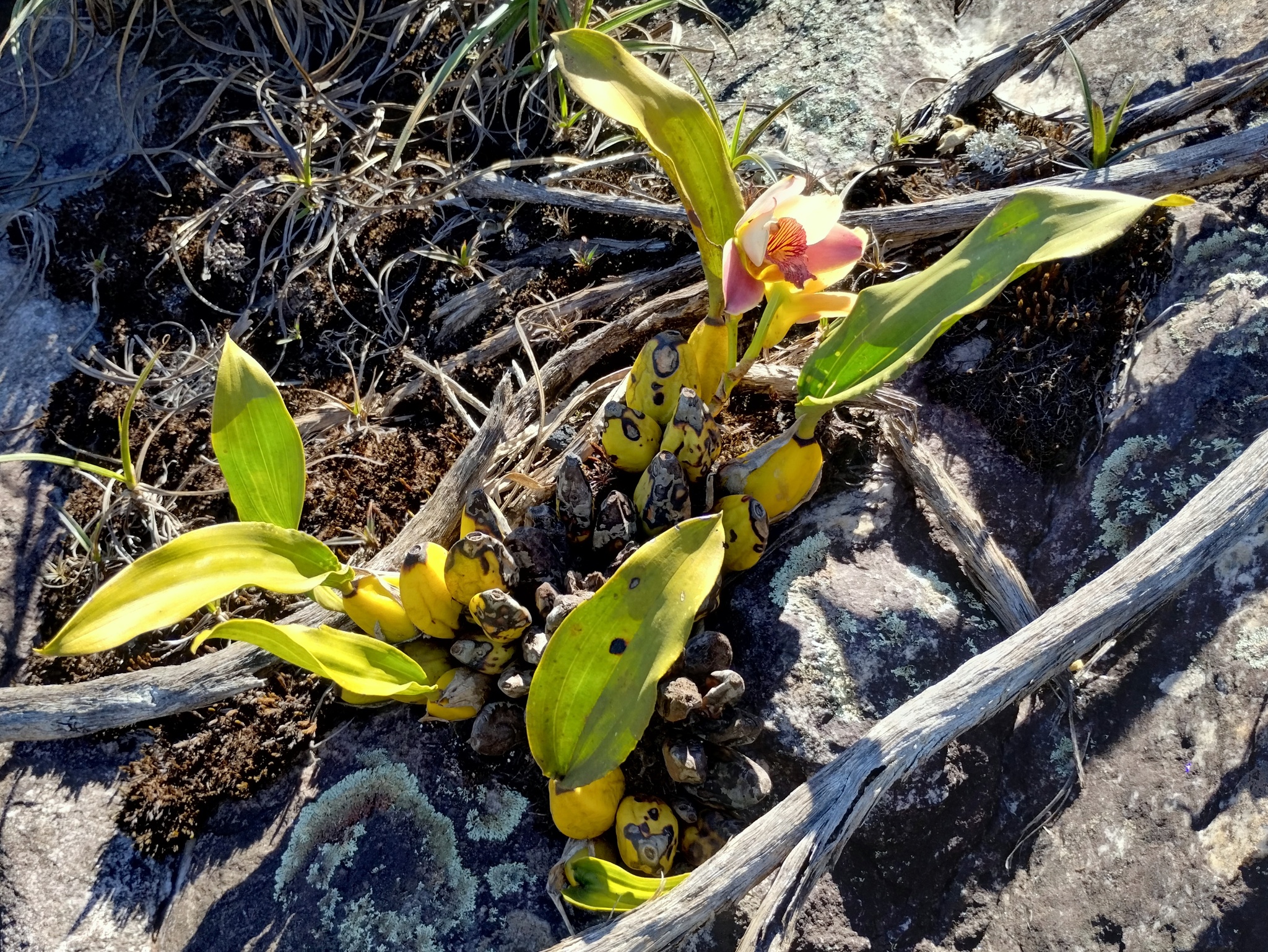 Photo of Bifrenaria harrisoniae (5/10)