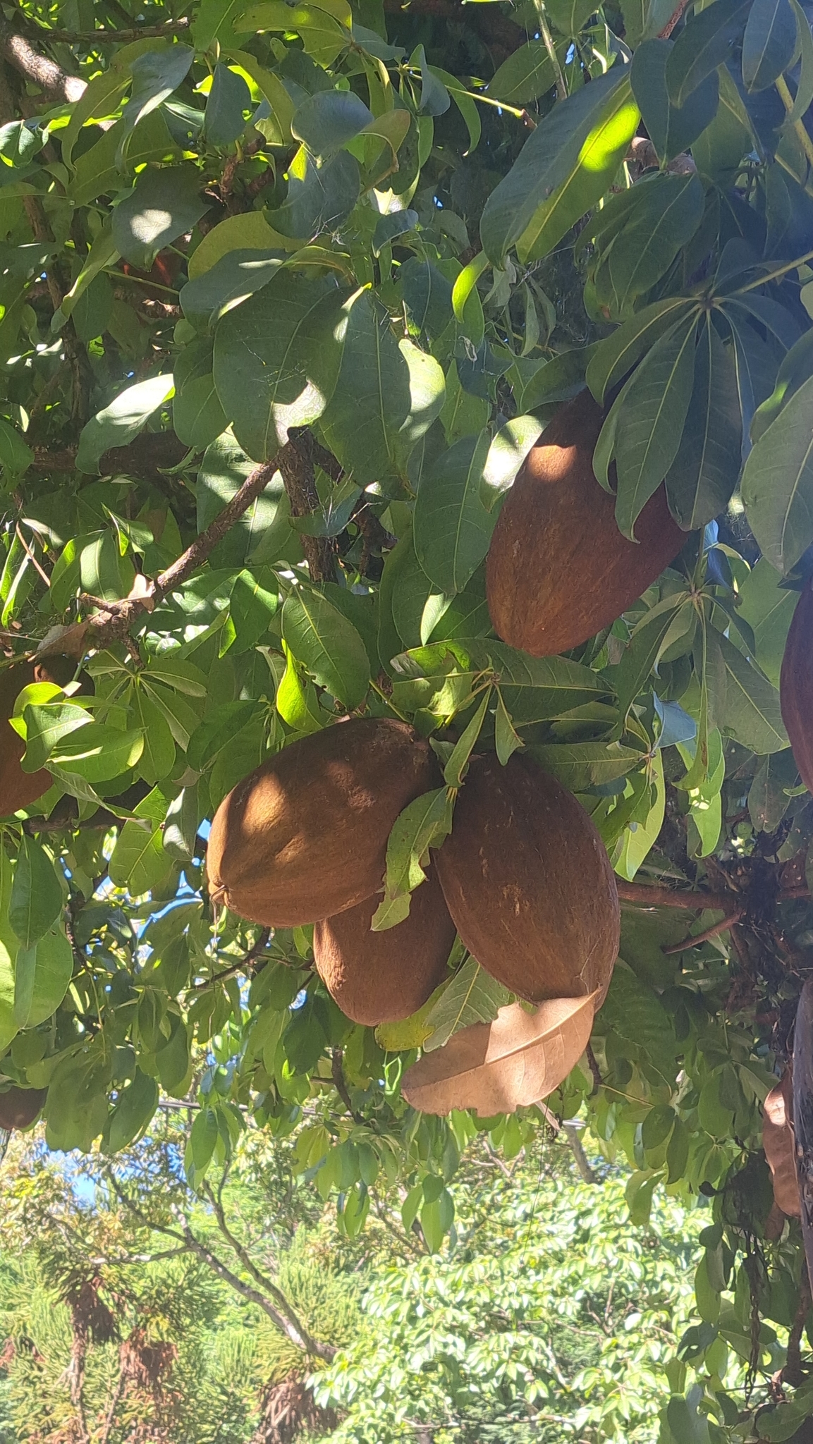 Photo of provision tree (7/12)