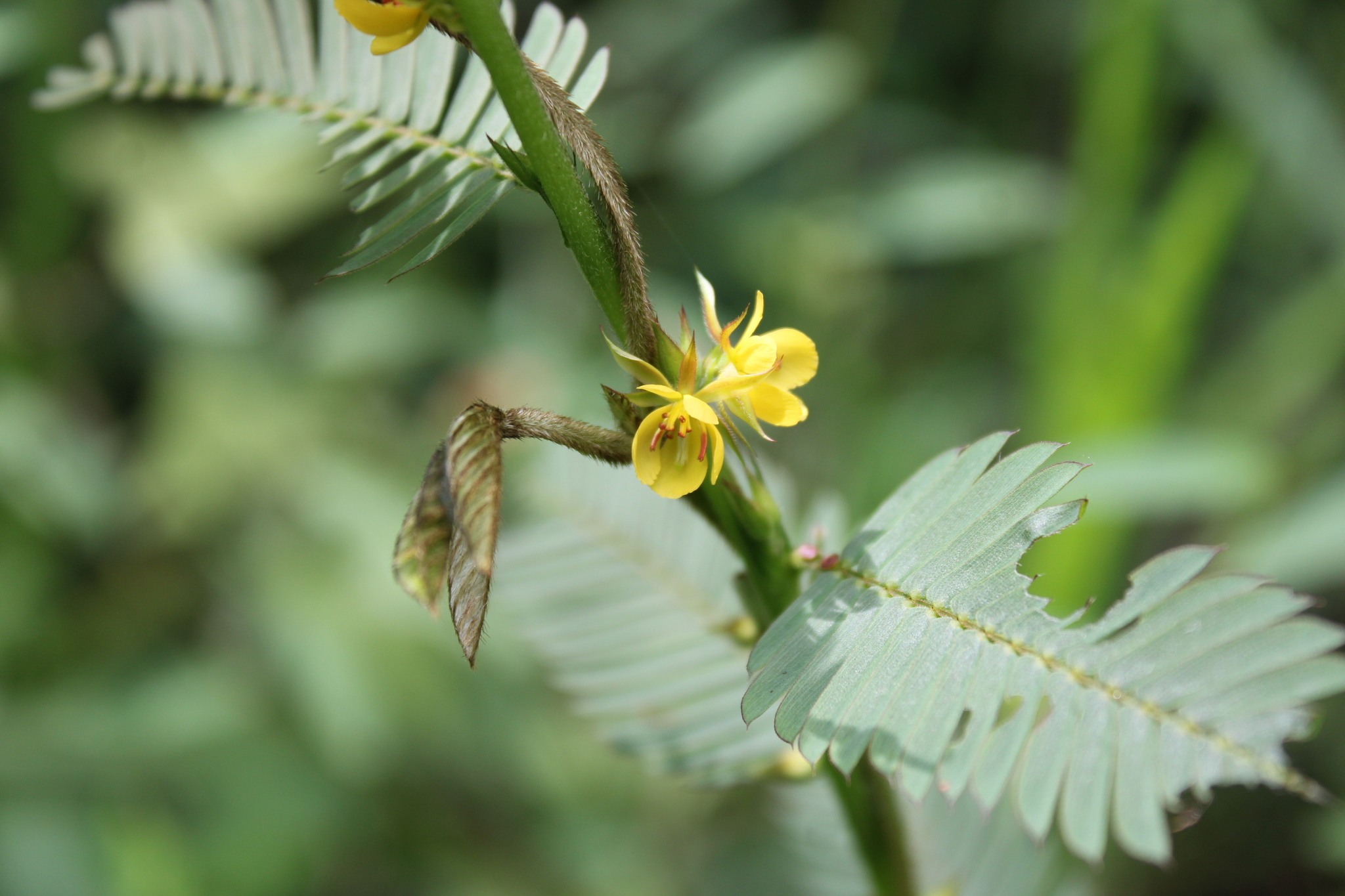 Photo of Chamaecrista (7/9)