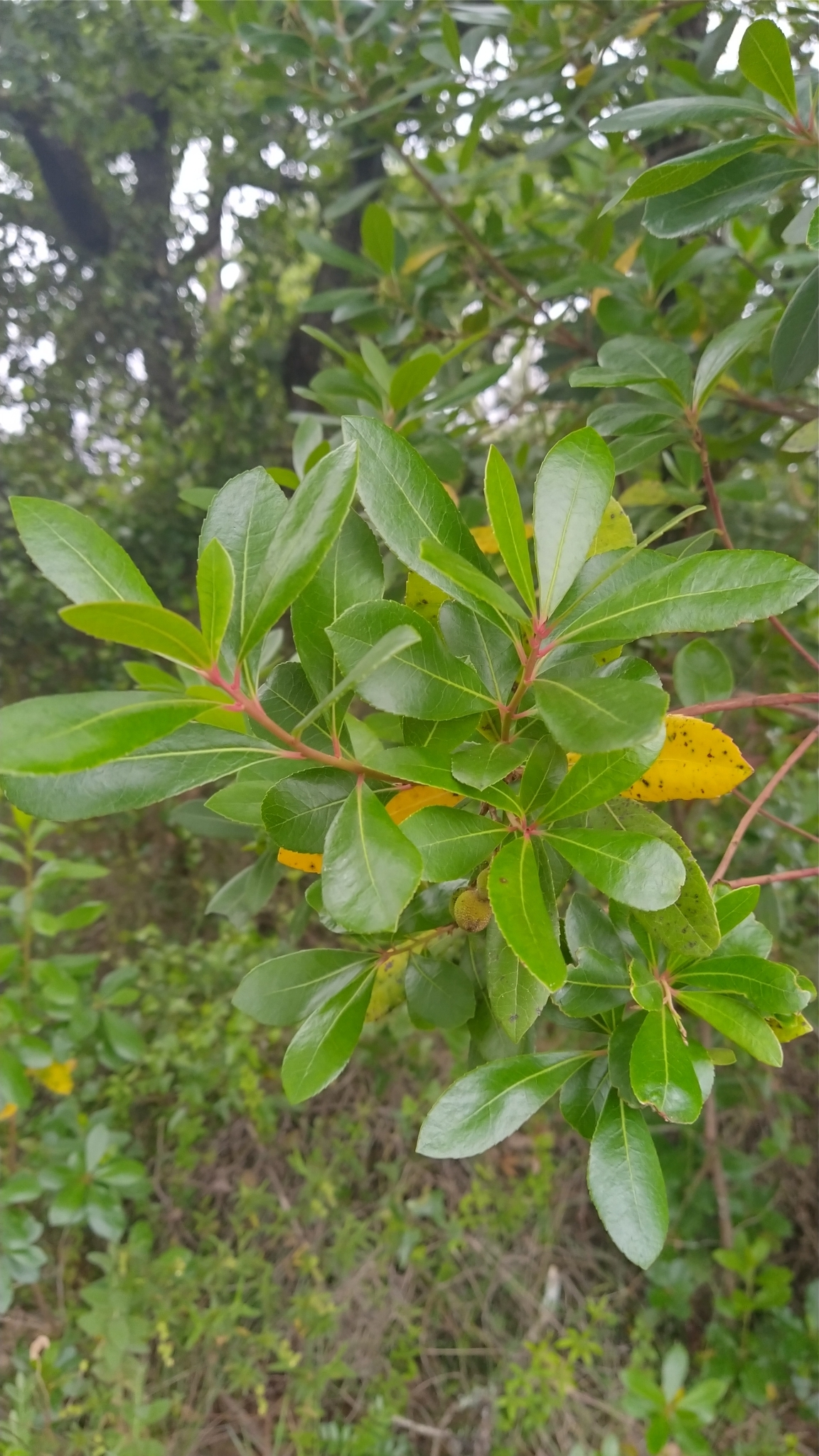 Photo of strawberry tree (5/10)