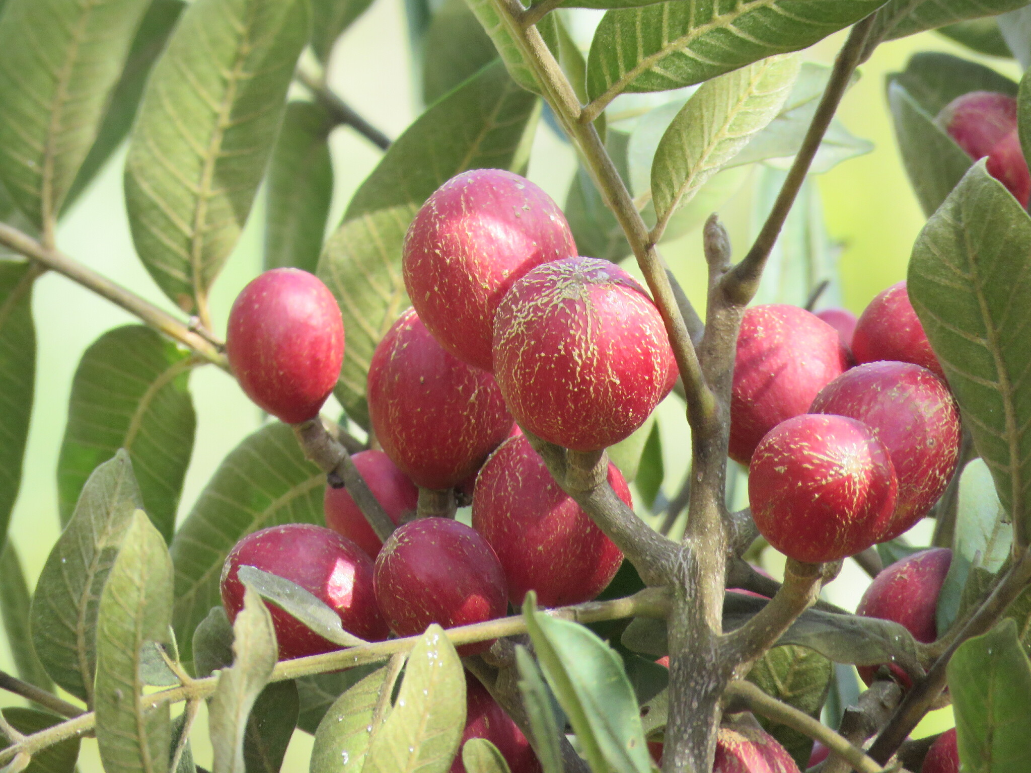 Photo of Cabralea canjerana (11/12)