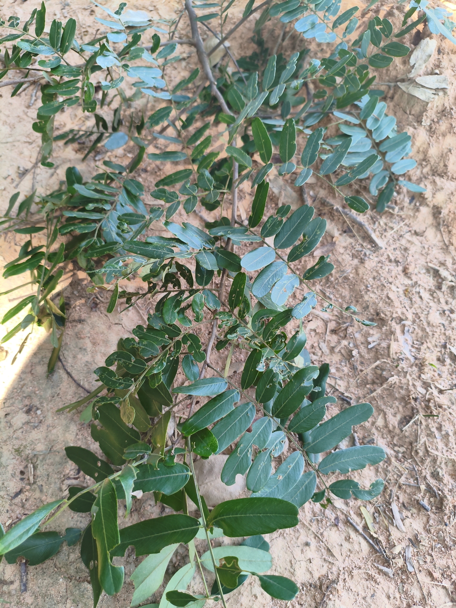 Photo of Platypodium elegans (11/12)
