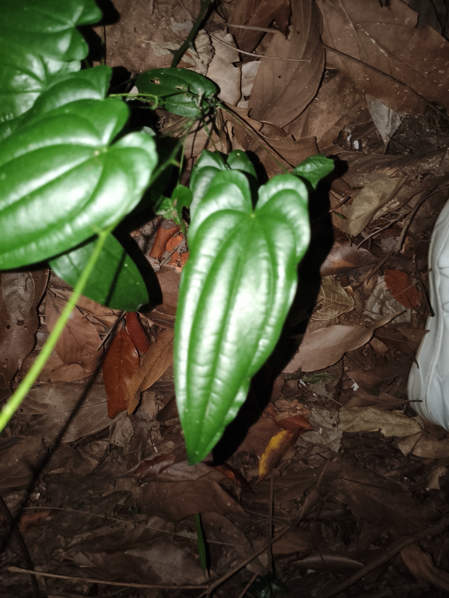 Photo of Dioscorea (6/7)