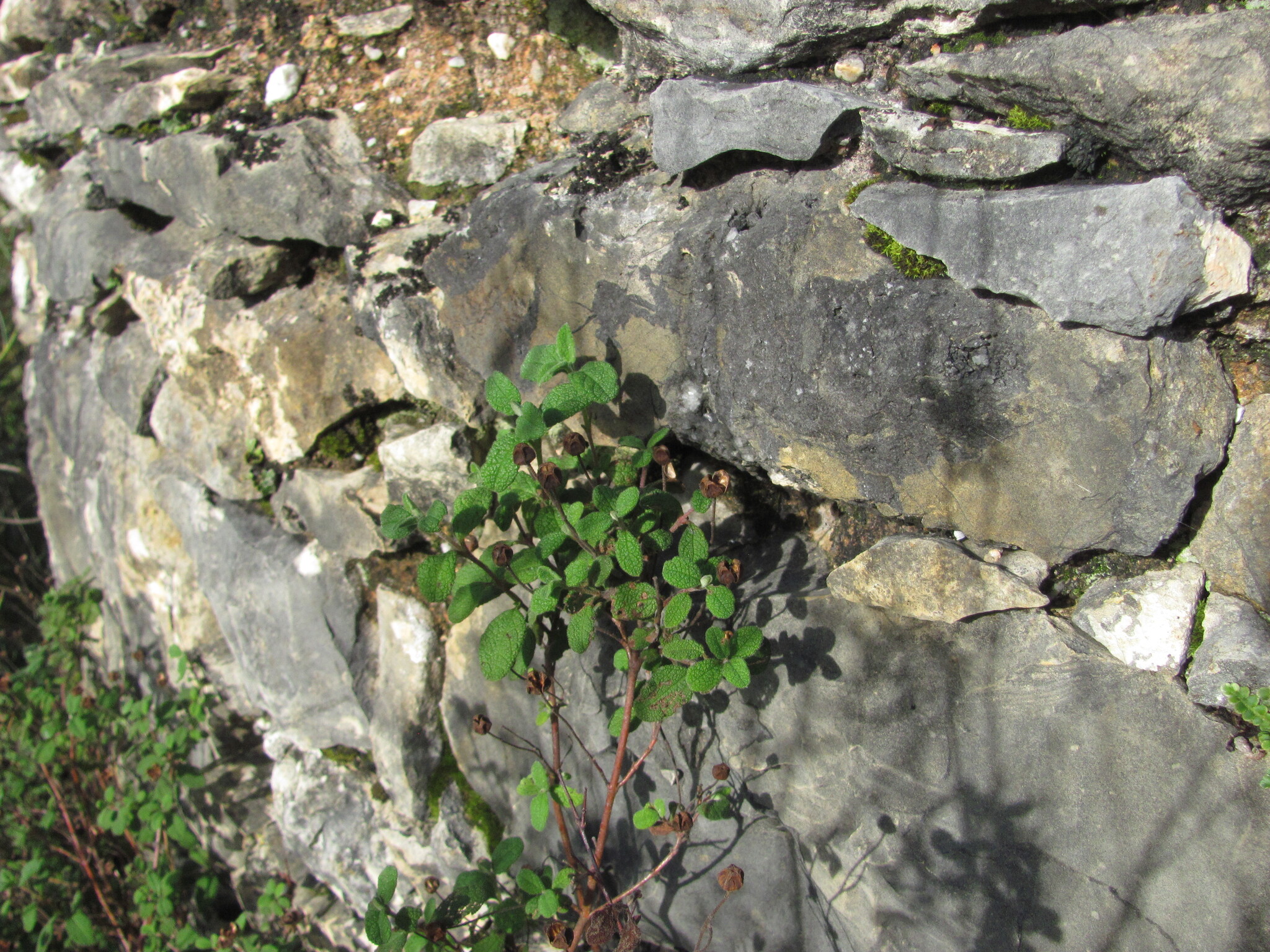 Photo of Sage-leaved Rock-rose (1/12)
