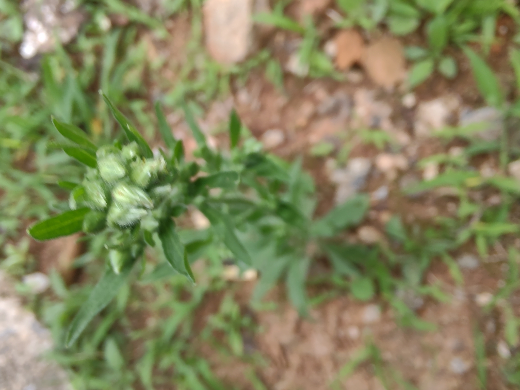 Photo of tropical horseweed (7/7)
