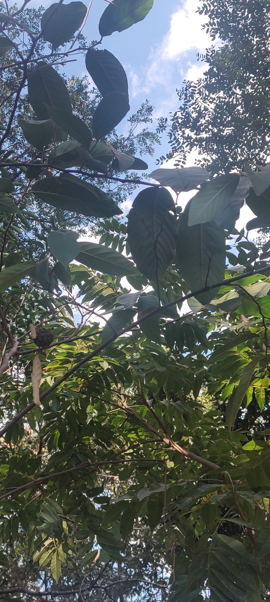 Photo of Annona sylvatica (10/12)