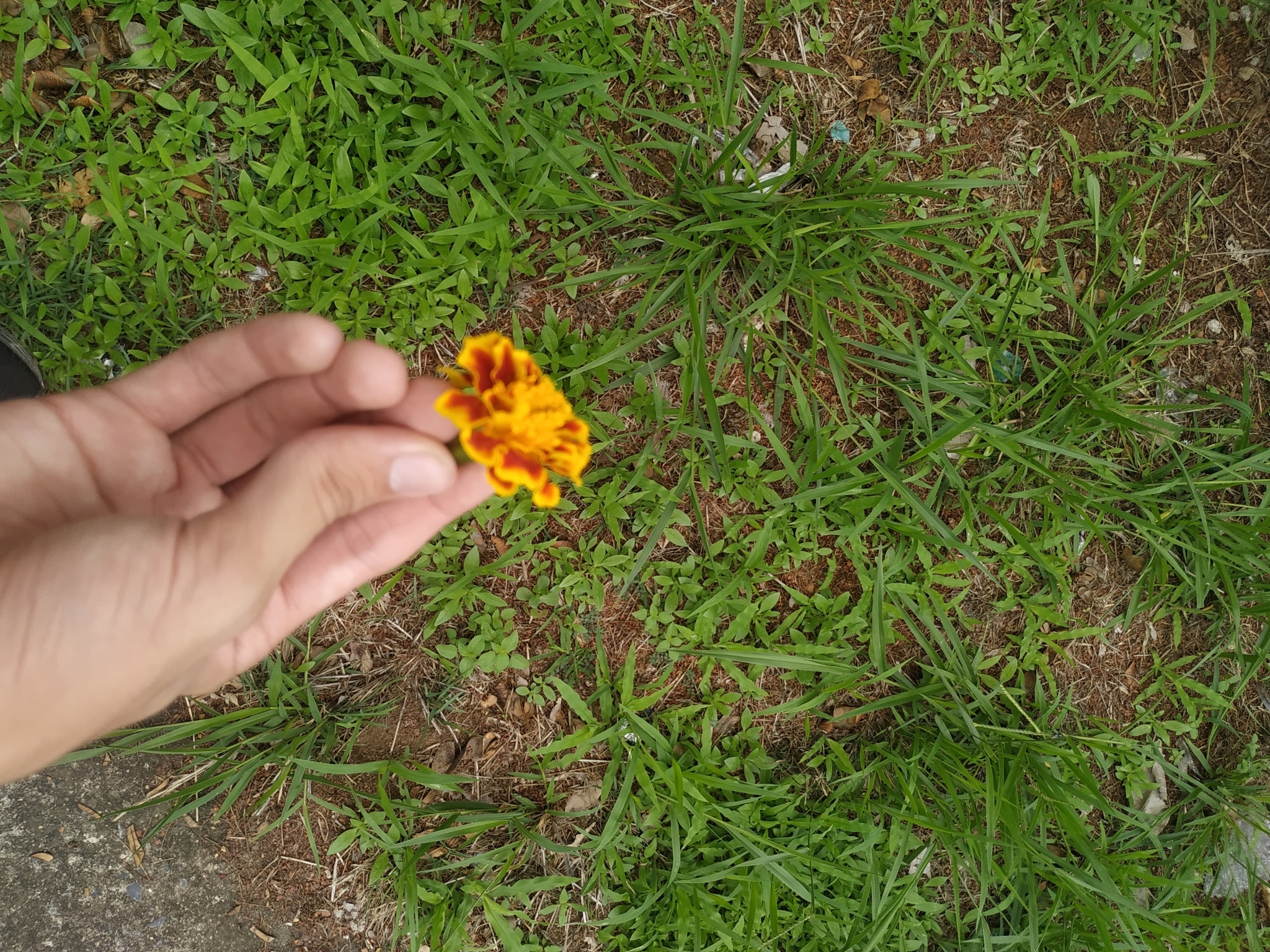 Photo of French marigold (8/8)