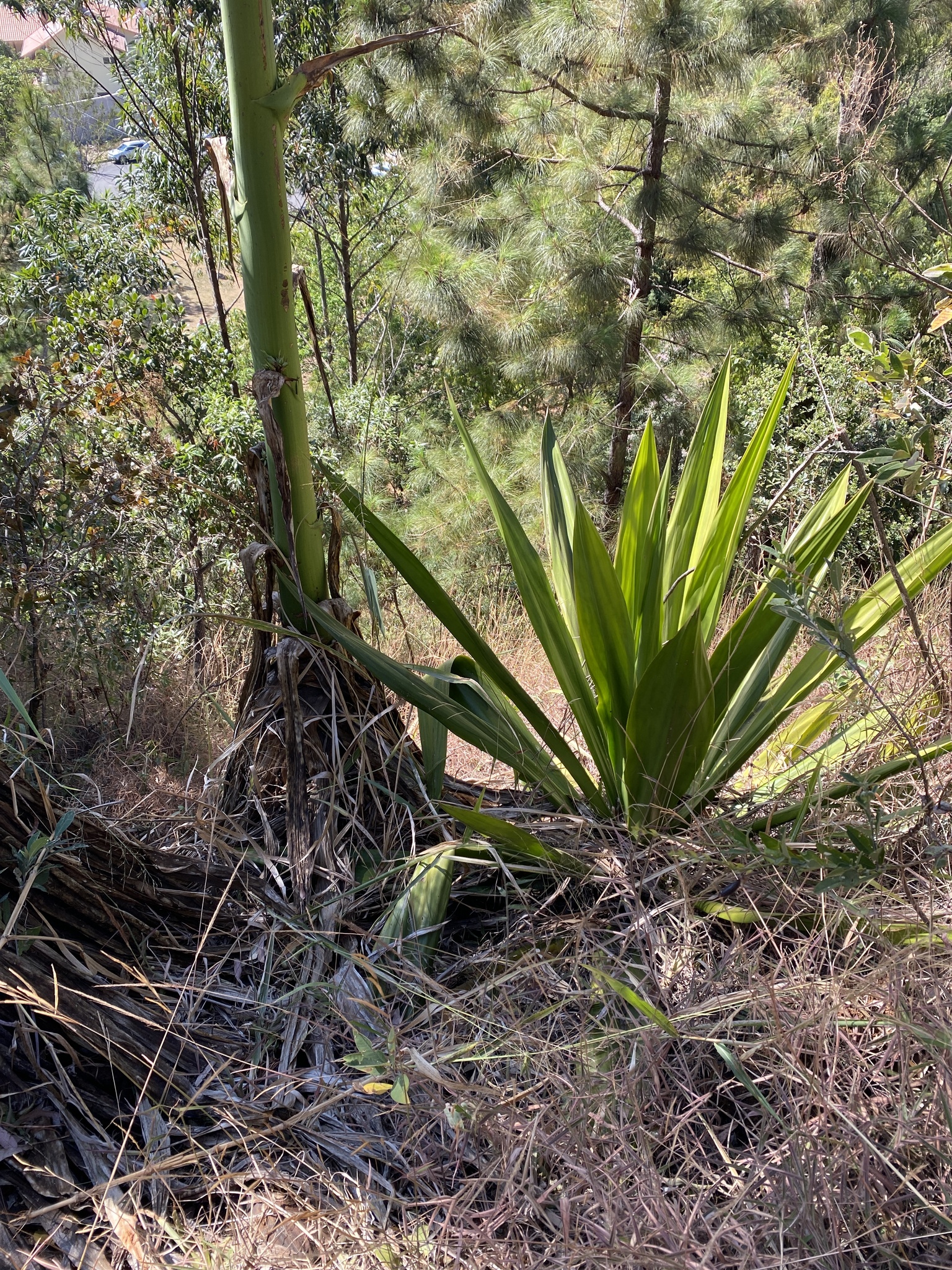 Photo of Mauritius hemp (4/9)