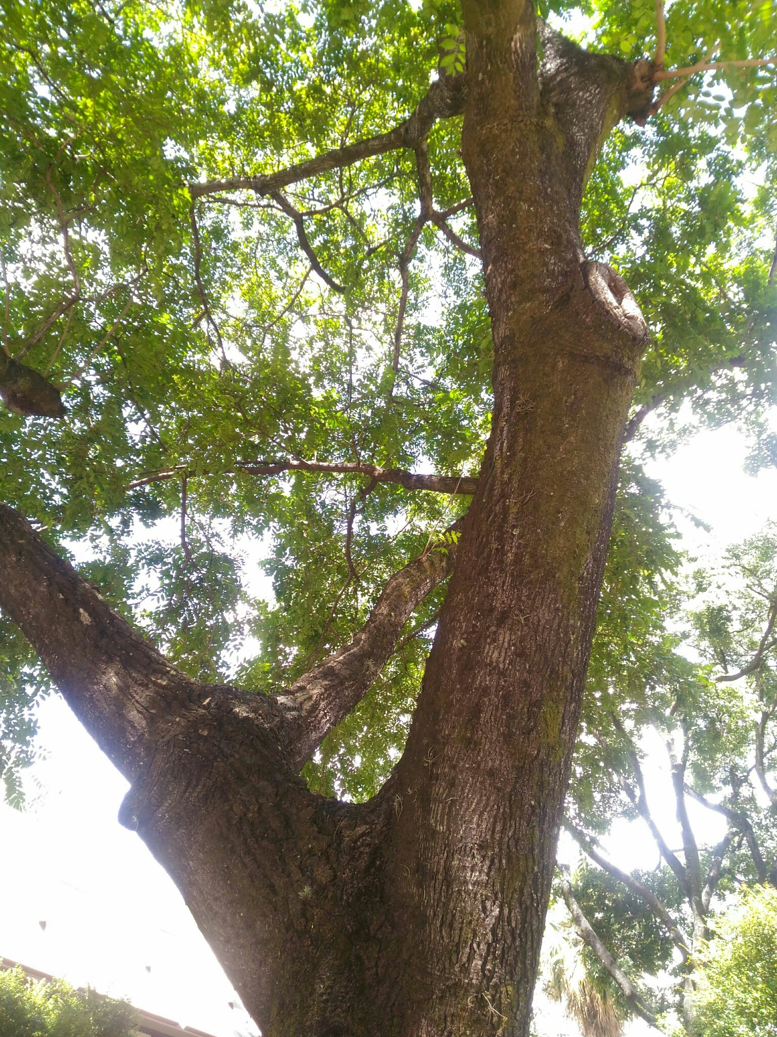 Photo of Spondias (4/5)