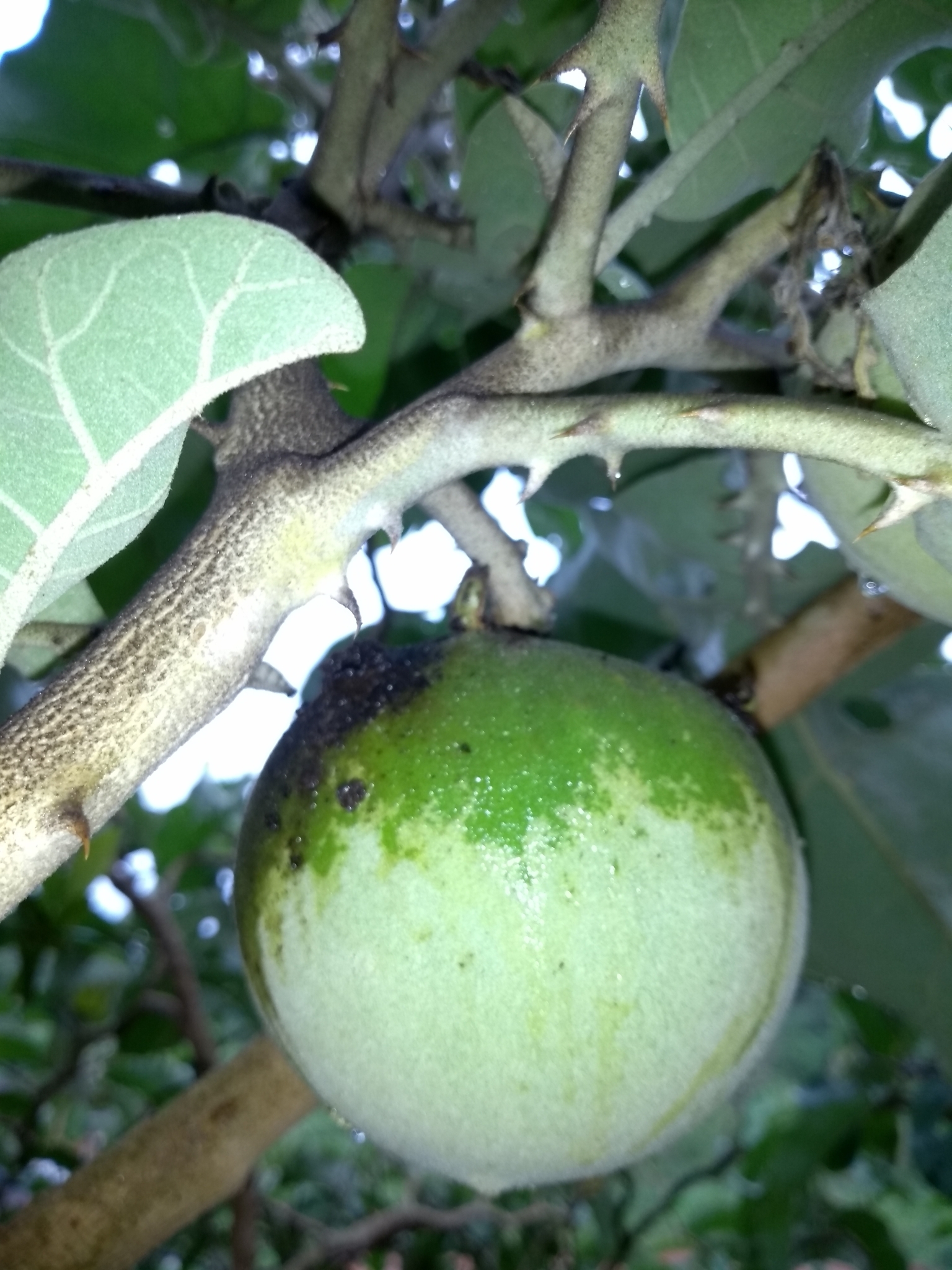 Photo of wolf-apple (3/9)
