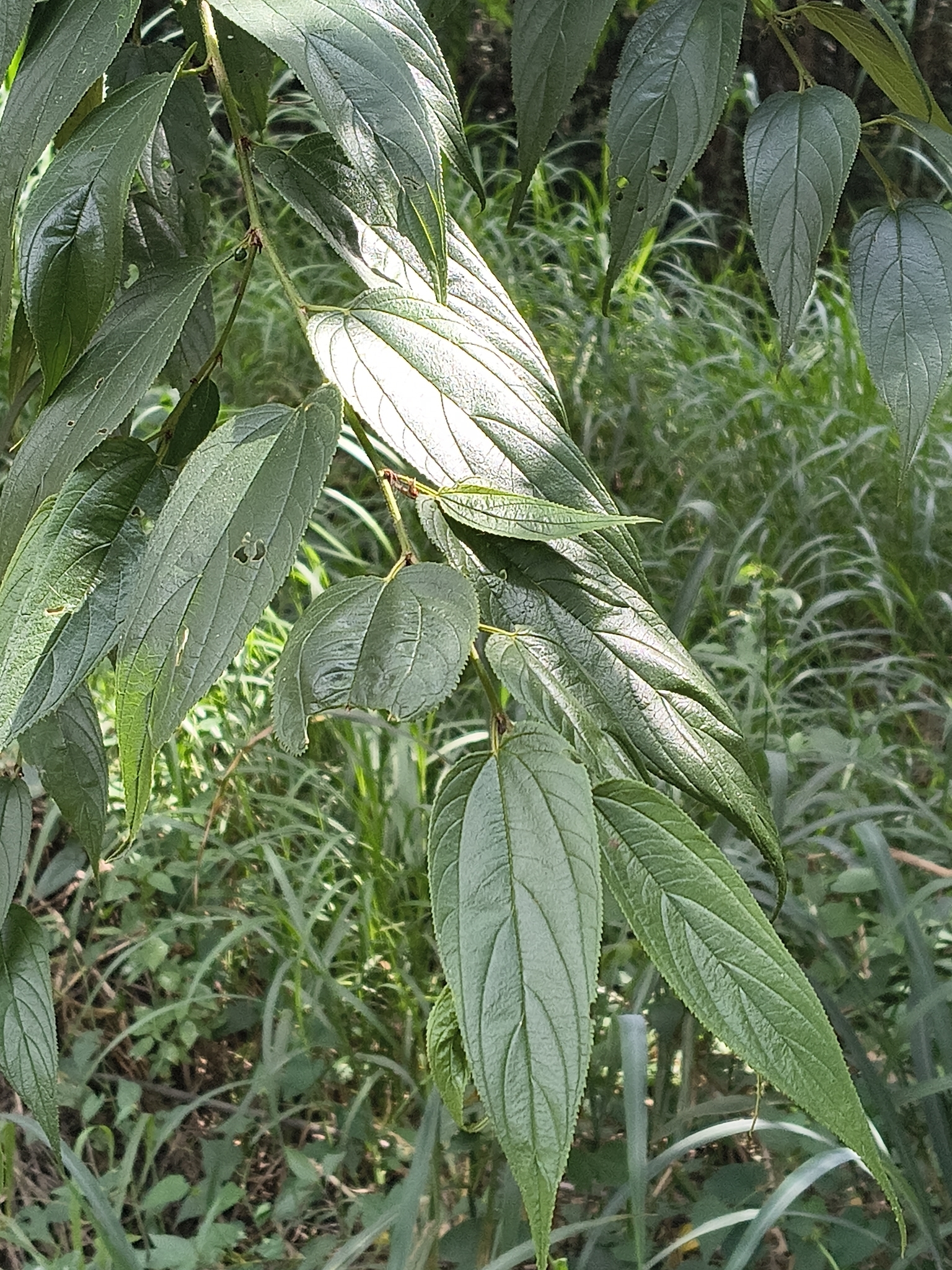 Photo of Nettletree (9/12)