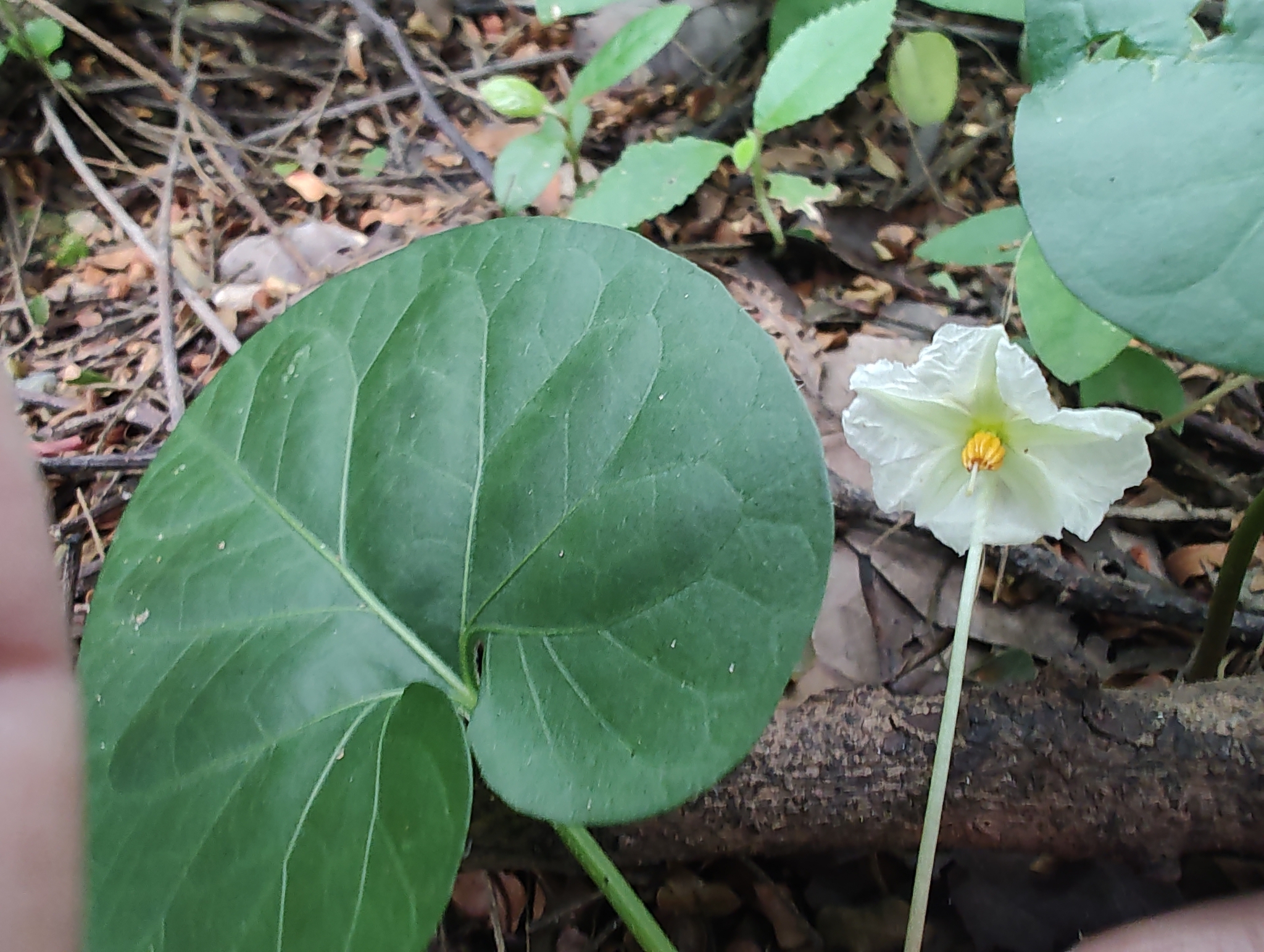 Photo of gingerleaf (2/9)