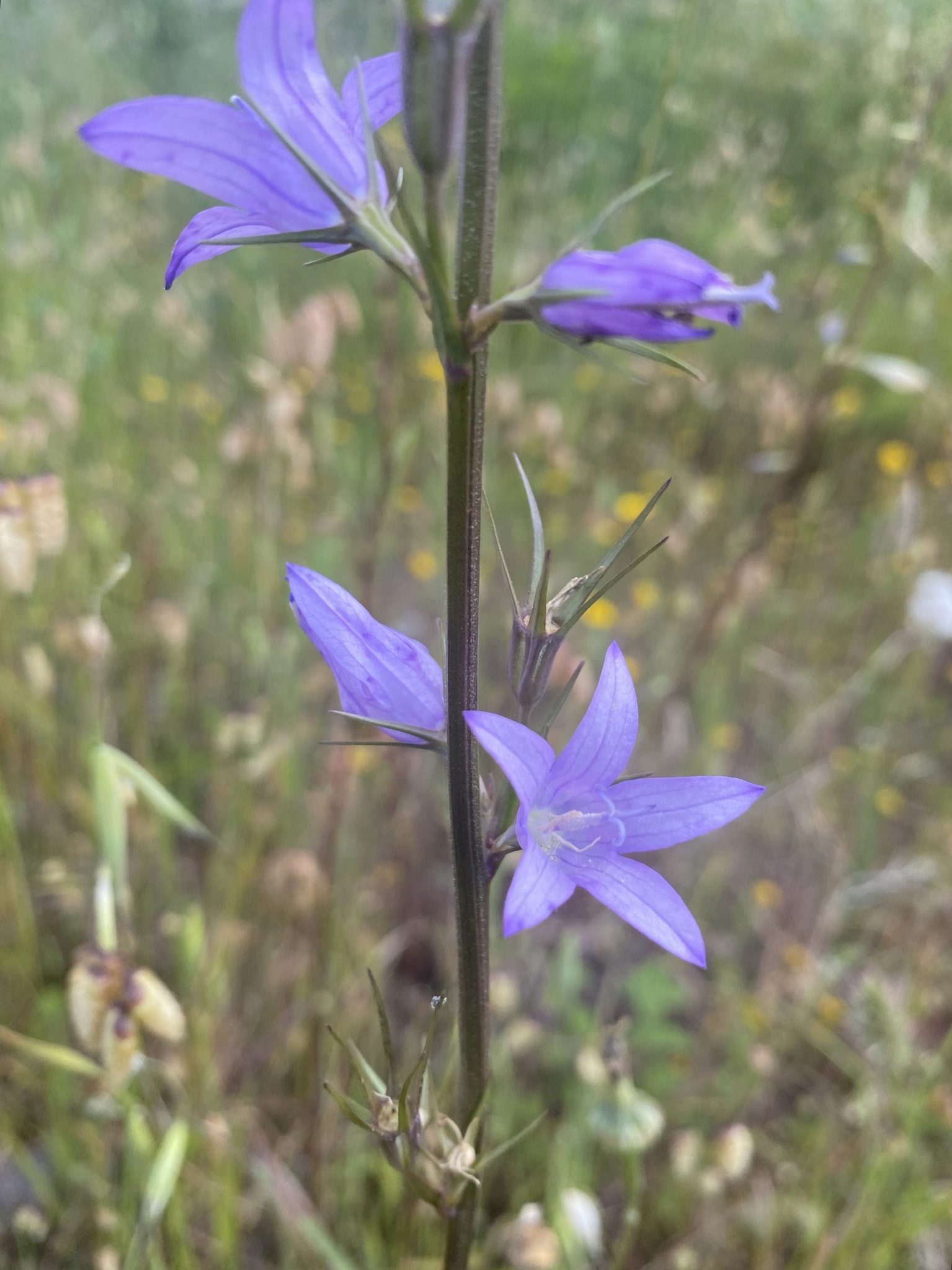 Photo of Rampion (5/12)