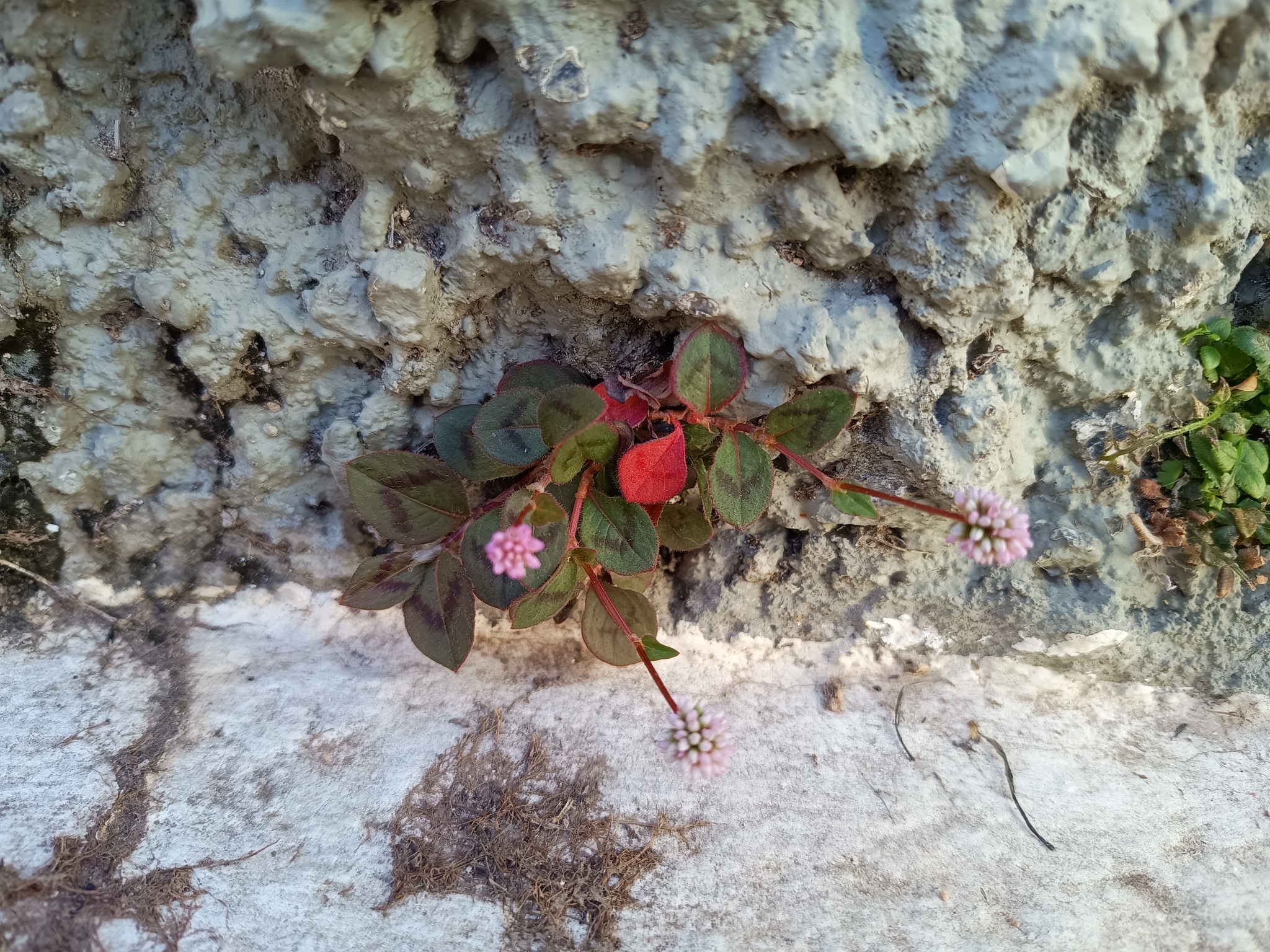 Photo of pink knotweed (5/8)