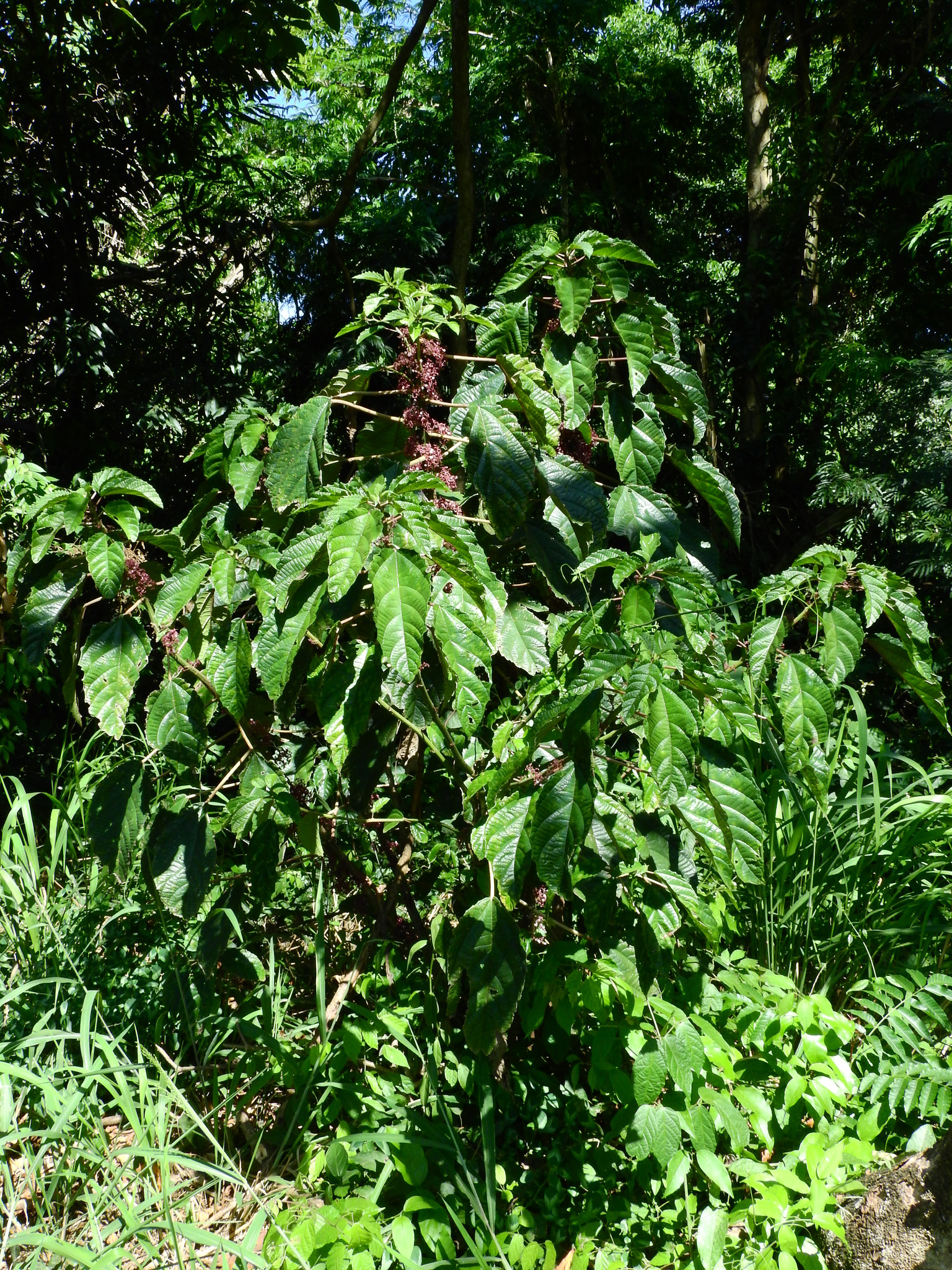 Photo of Scratchbush (3/6)