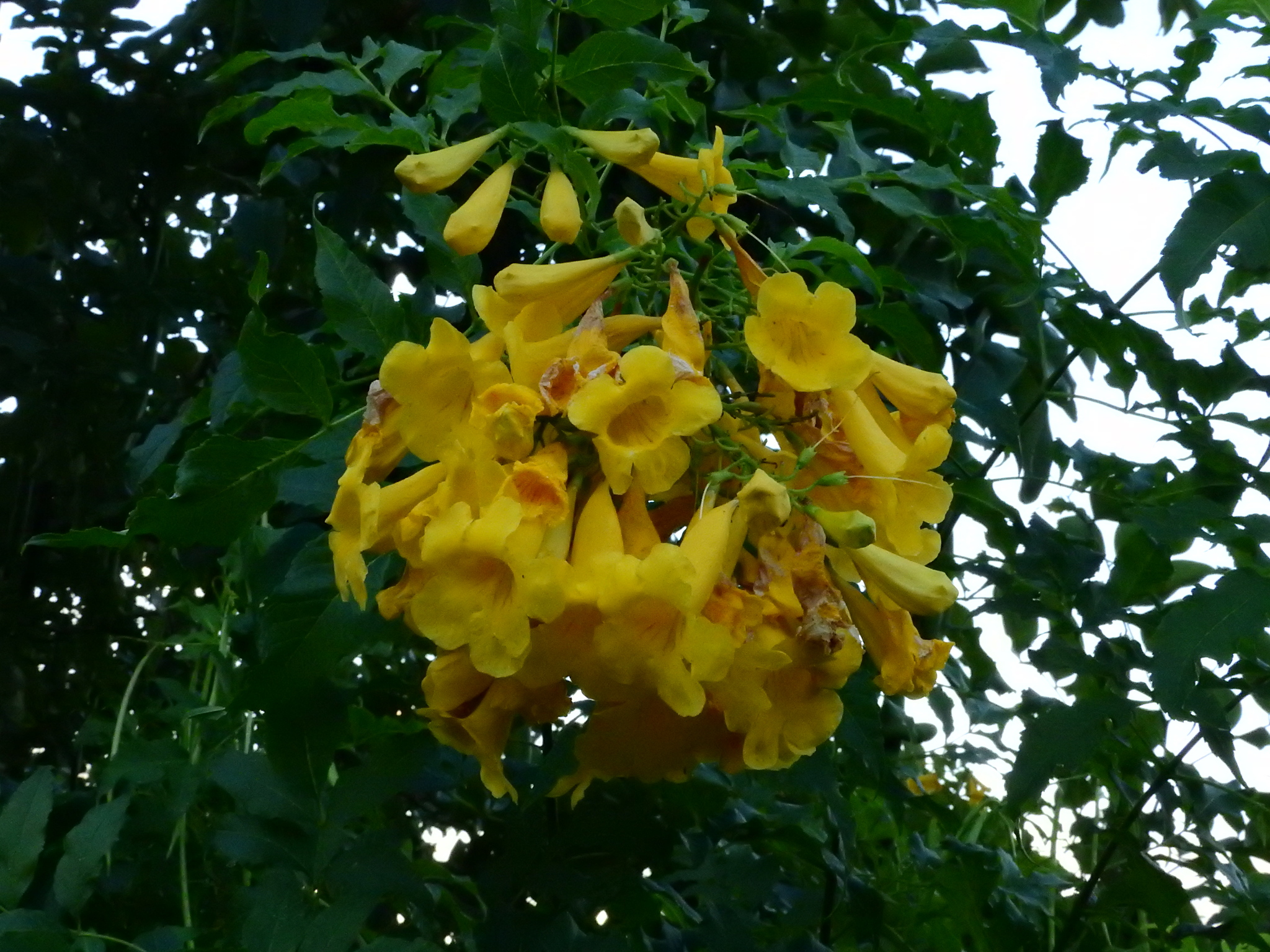 Photo of yellow trumpet flower (8/8)