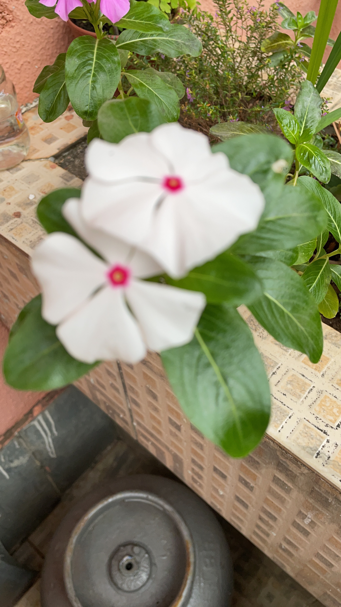 Photo of Madagascar Periwinkle (5/12)