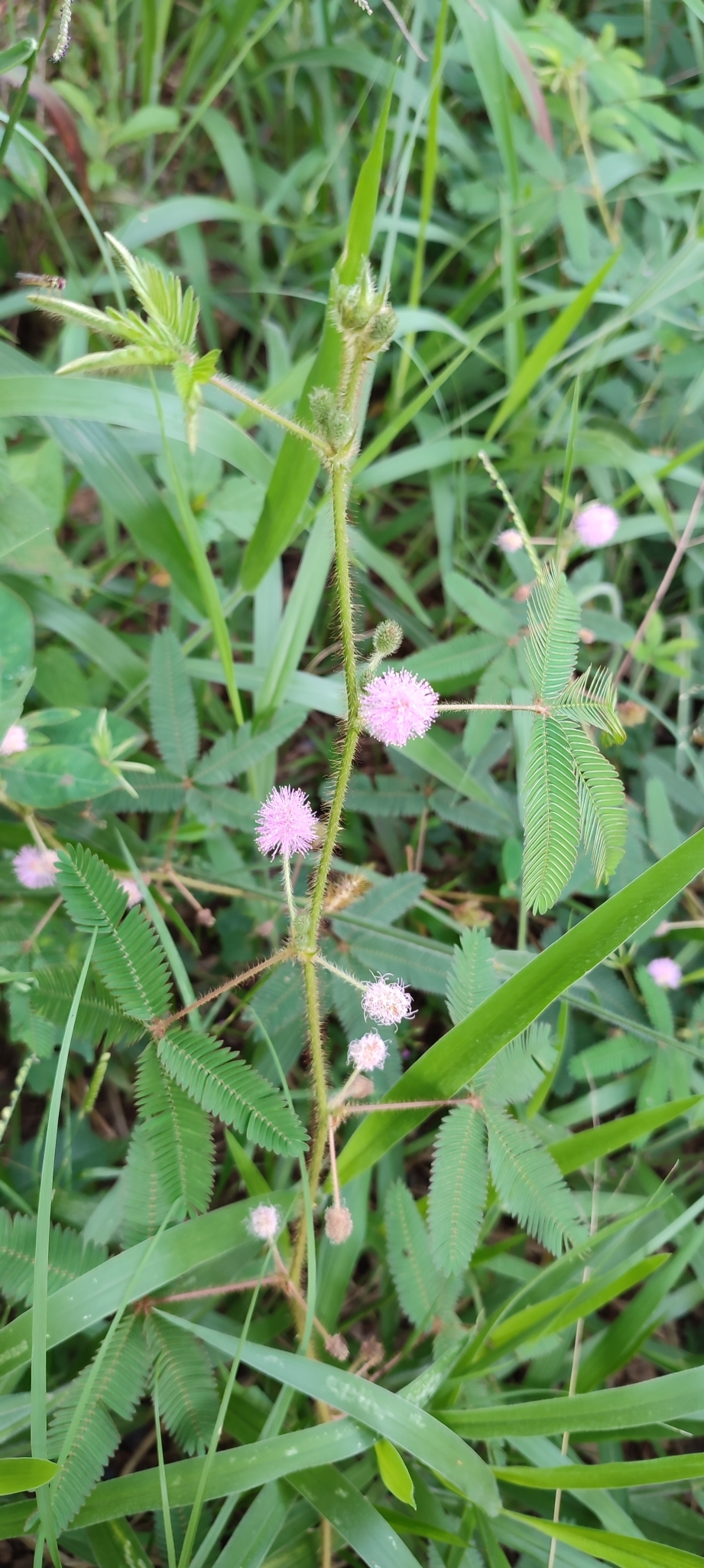 Photo of Sensitive Plant (2/11)