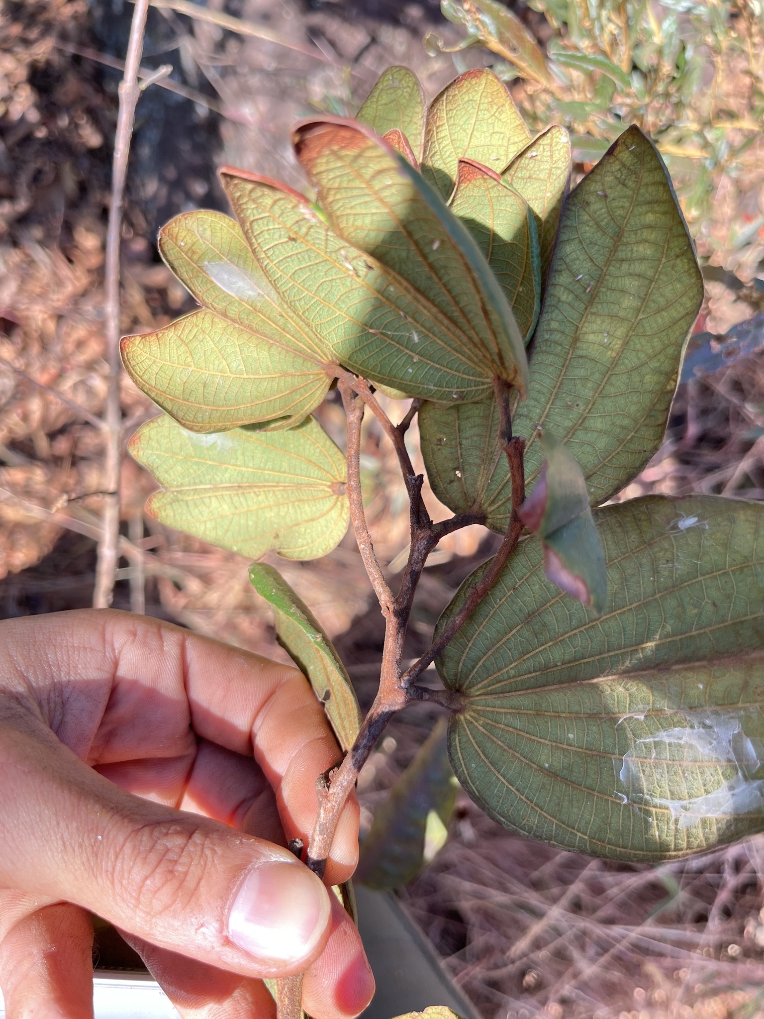 Photo of Bauhinia rufa (3/10)