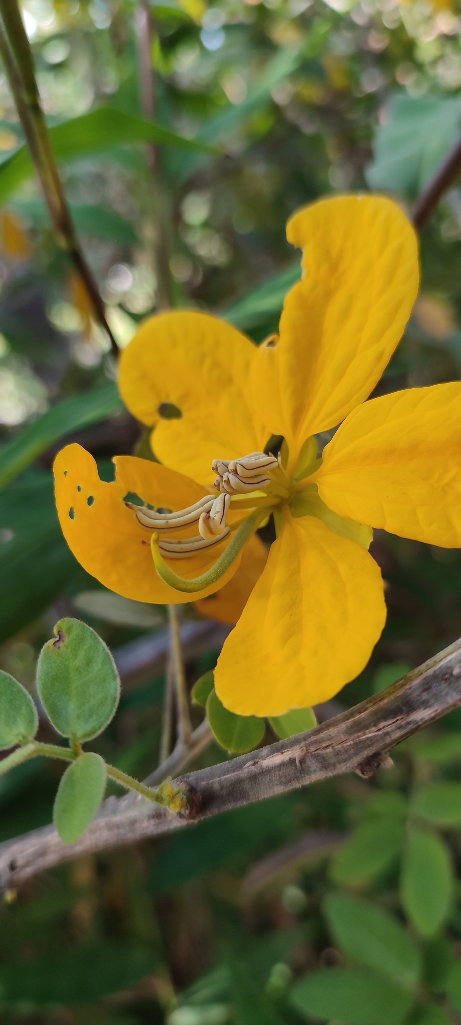 Photo of Senna angulata (6/12)