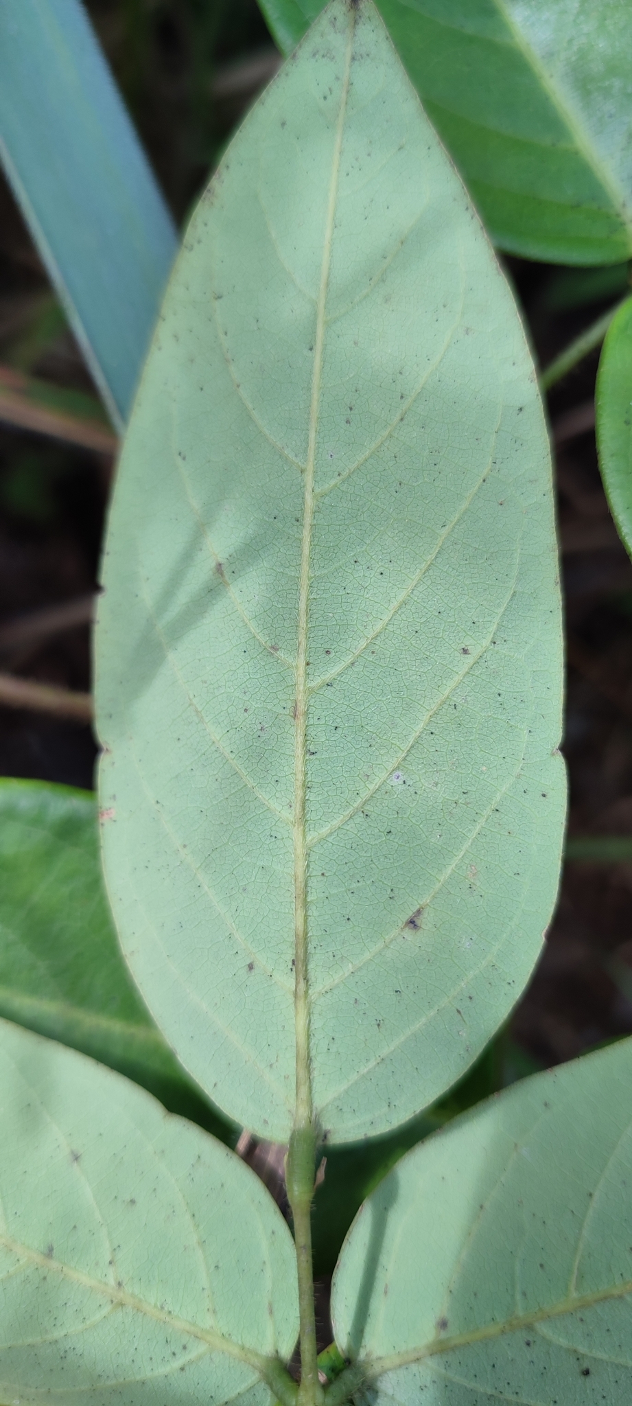 Photo of Clitoria falcata (10/12)