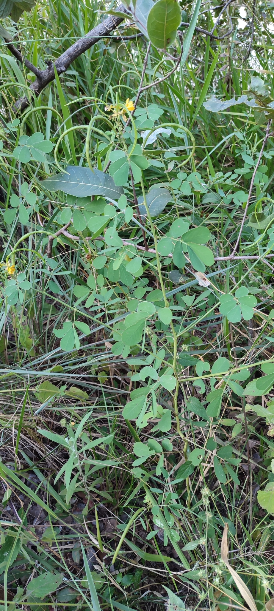 Photo of American Sicklepod (2/12)