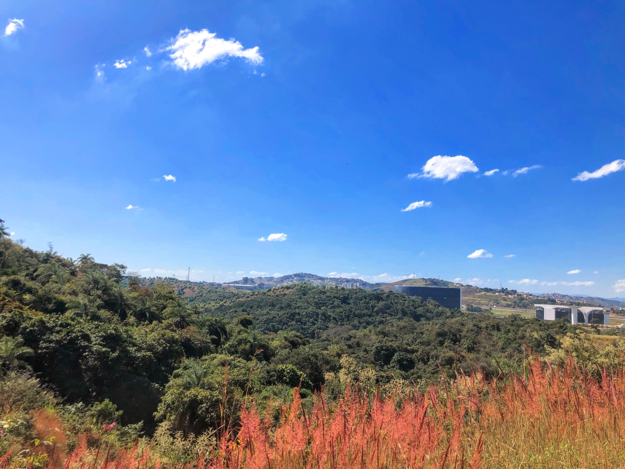 Photo of Molasses Grass (4/11)