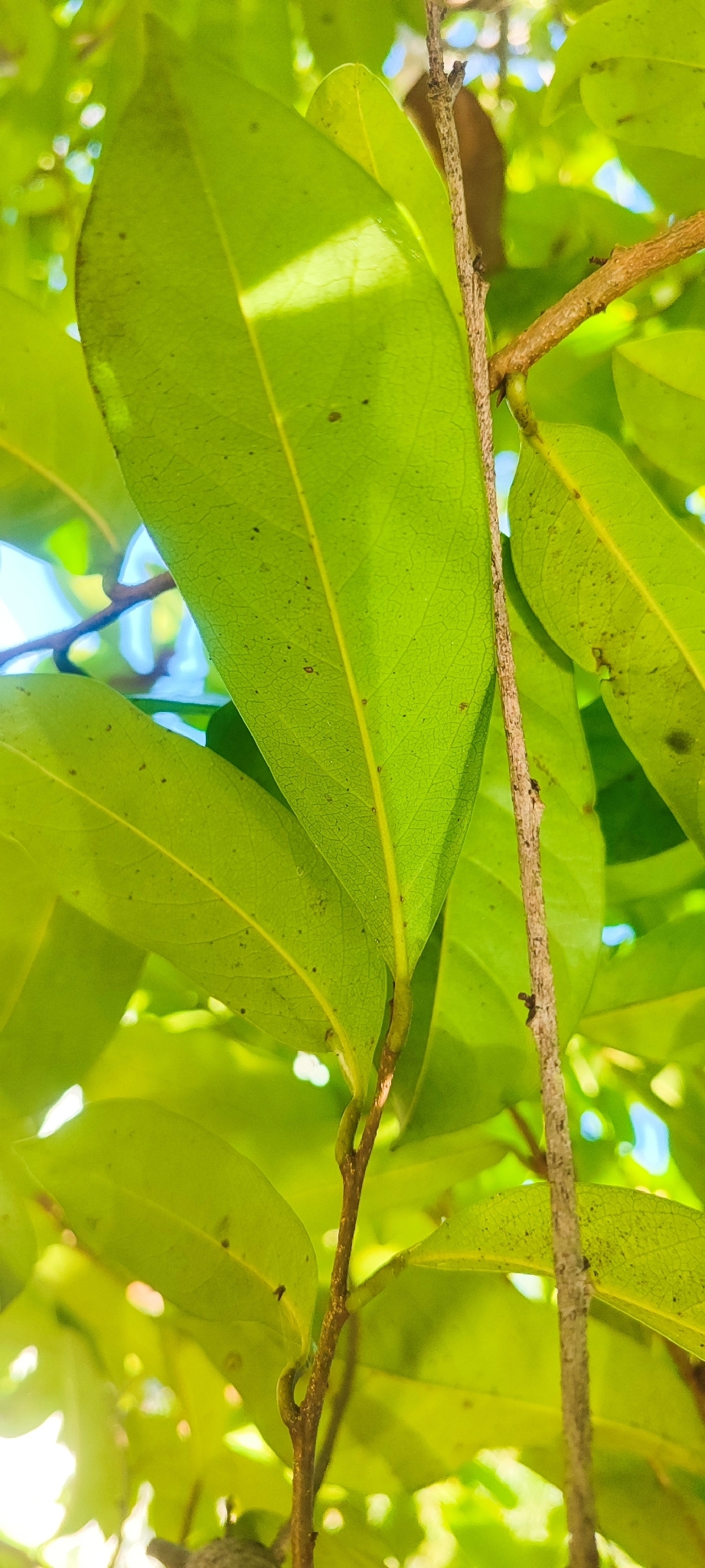 Photo of Soursop (4/11)