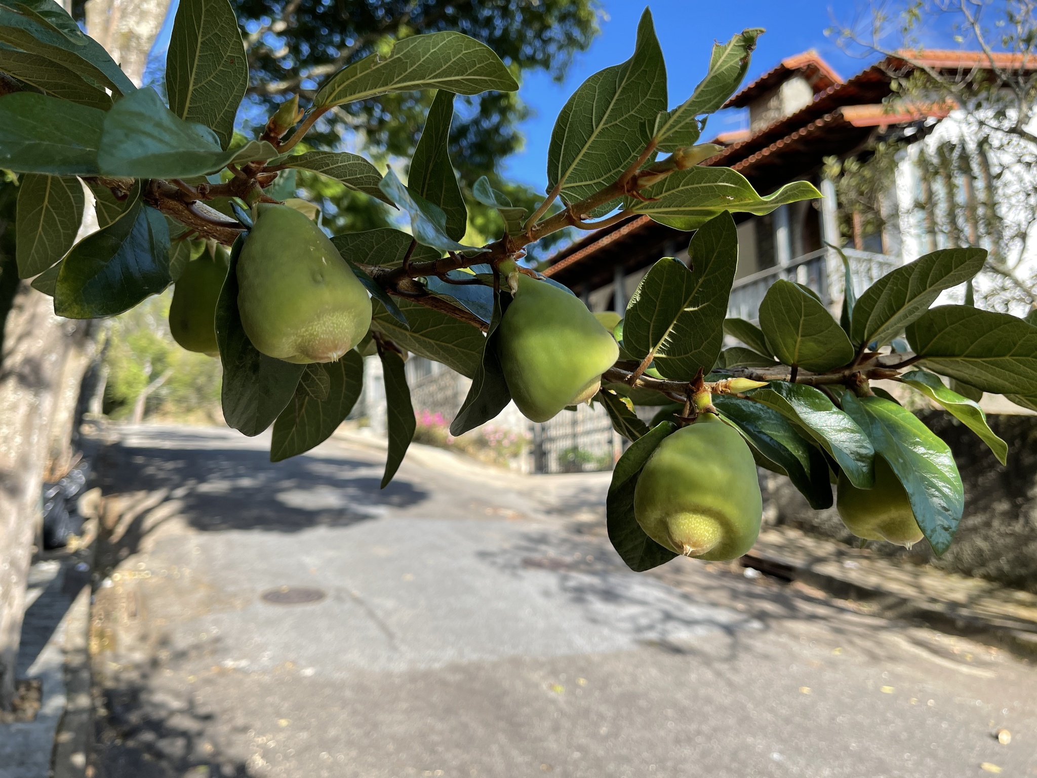 Photo of Climbing fig (4/6)