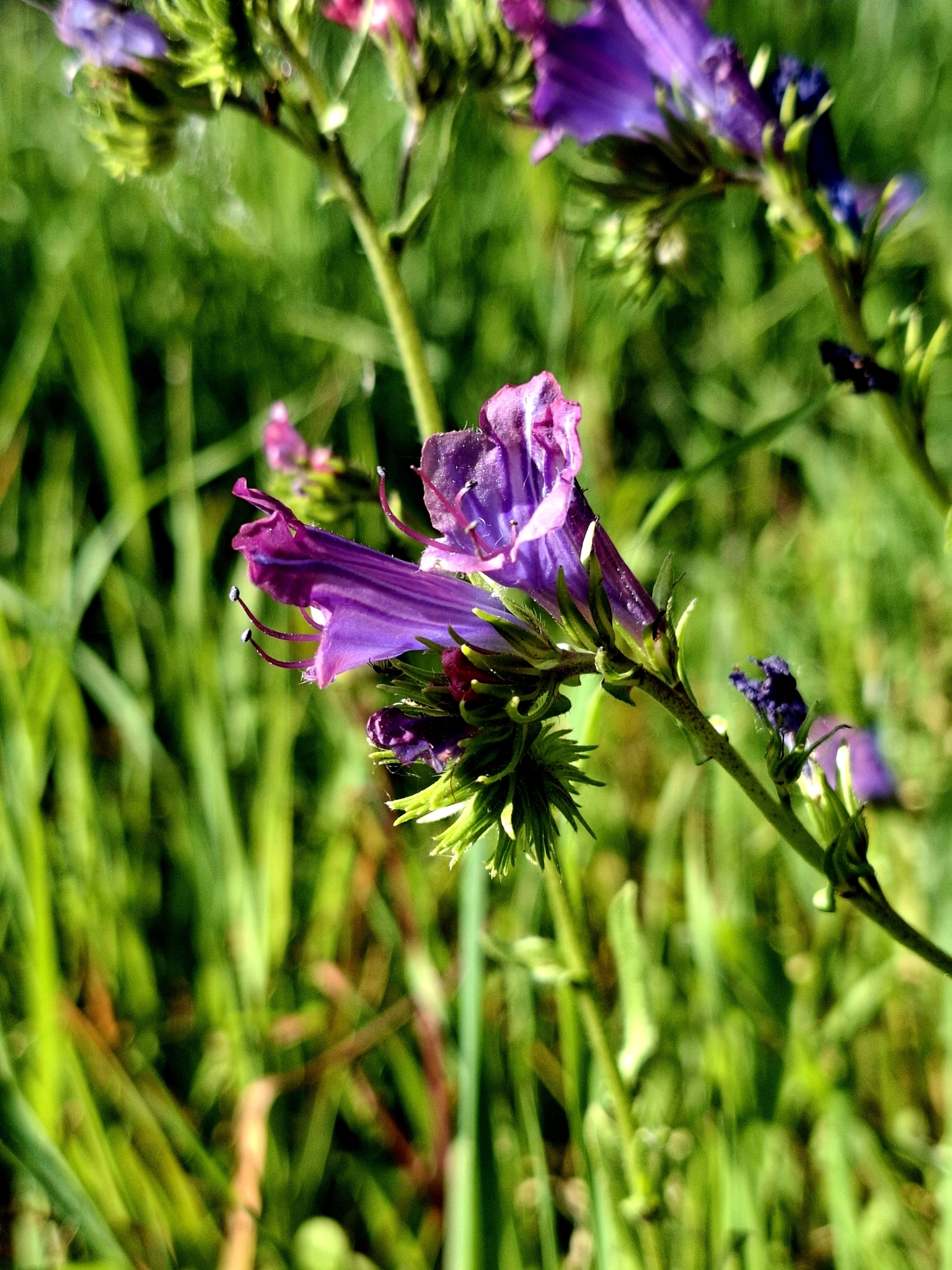 Photo of purple viper's-bugloss (8/12)