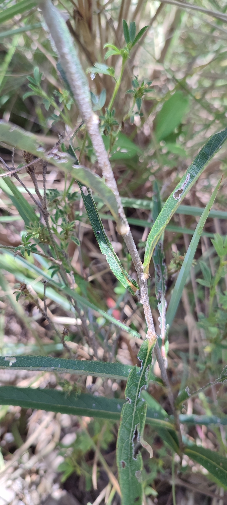 Photo of Lessingianthus coriaceus (5/8)