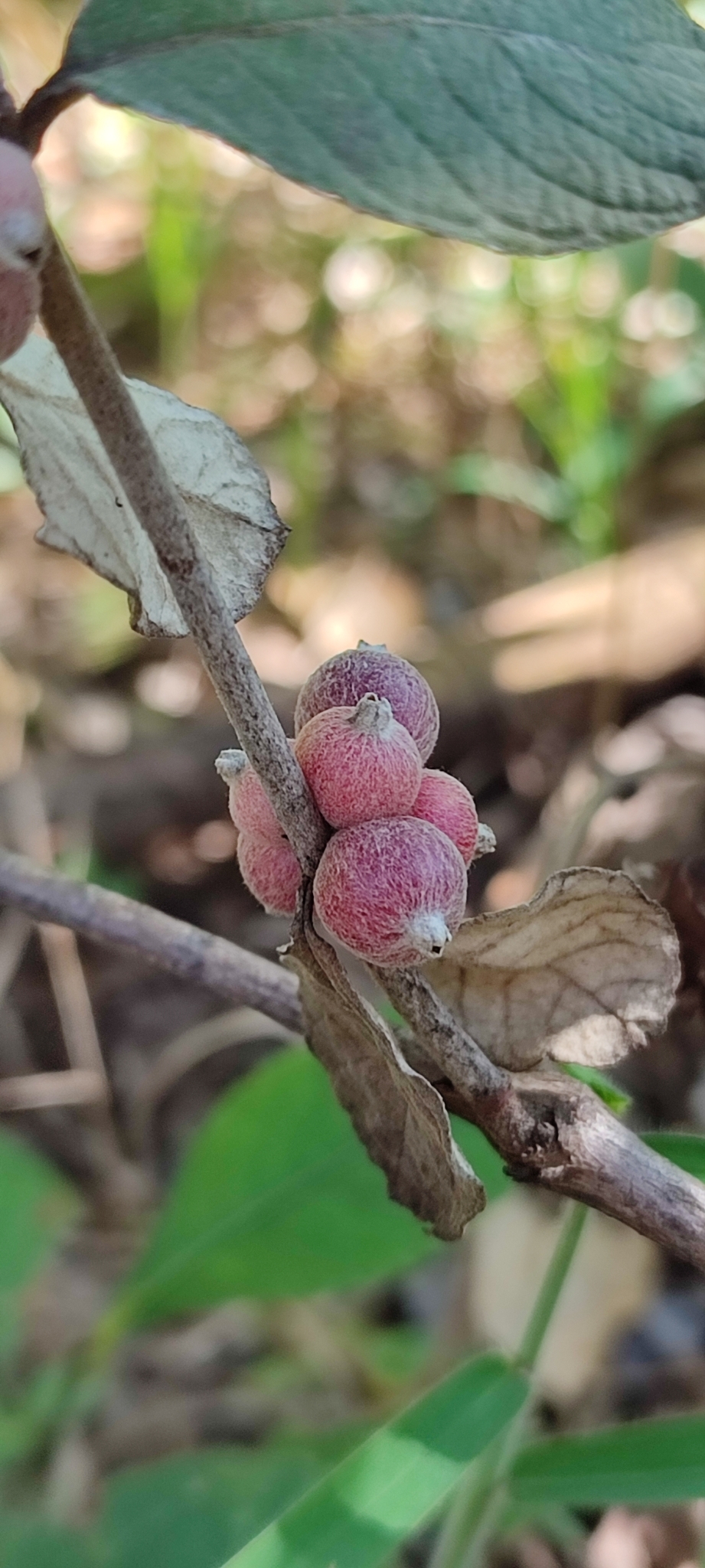 Photo of Sabicea brasiliensis (7/12)
