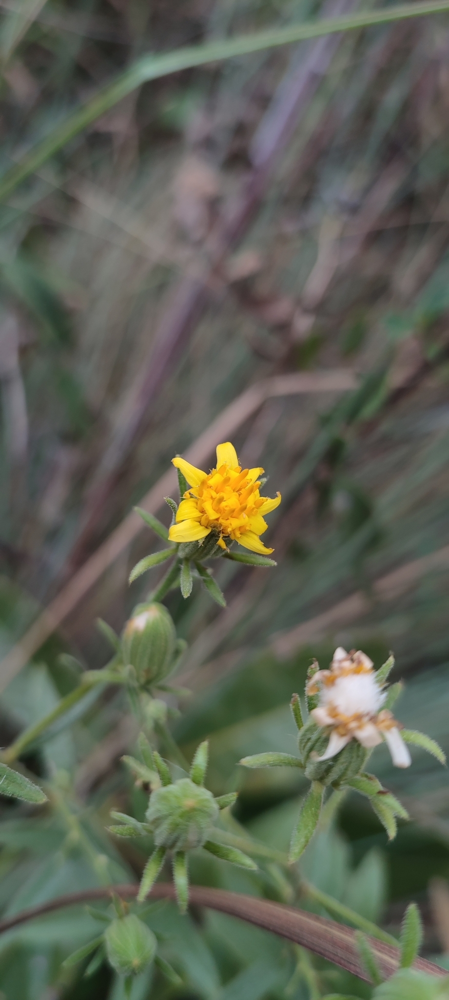Photo of Trixis glutinosa (11/12)