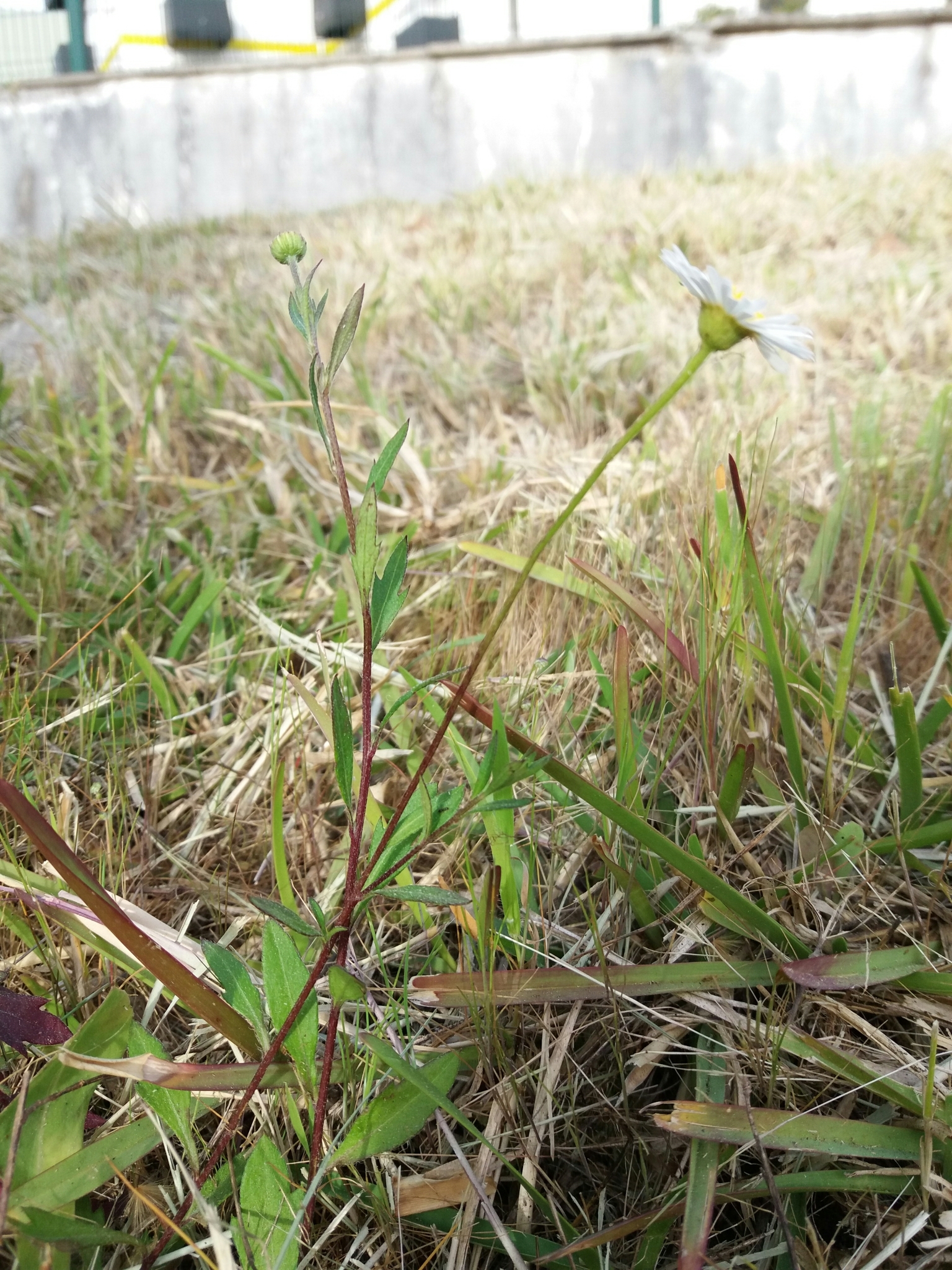 Photo of Mexican Fleabane (12/12)