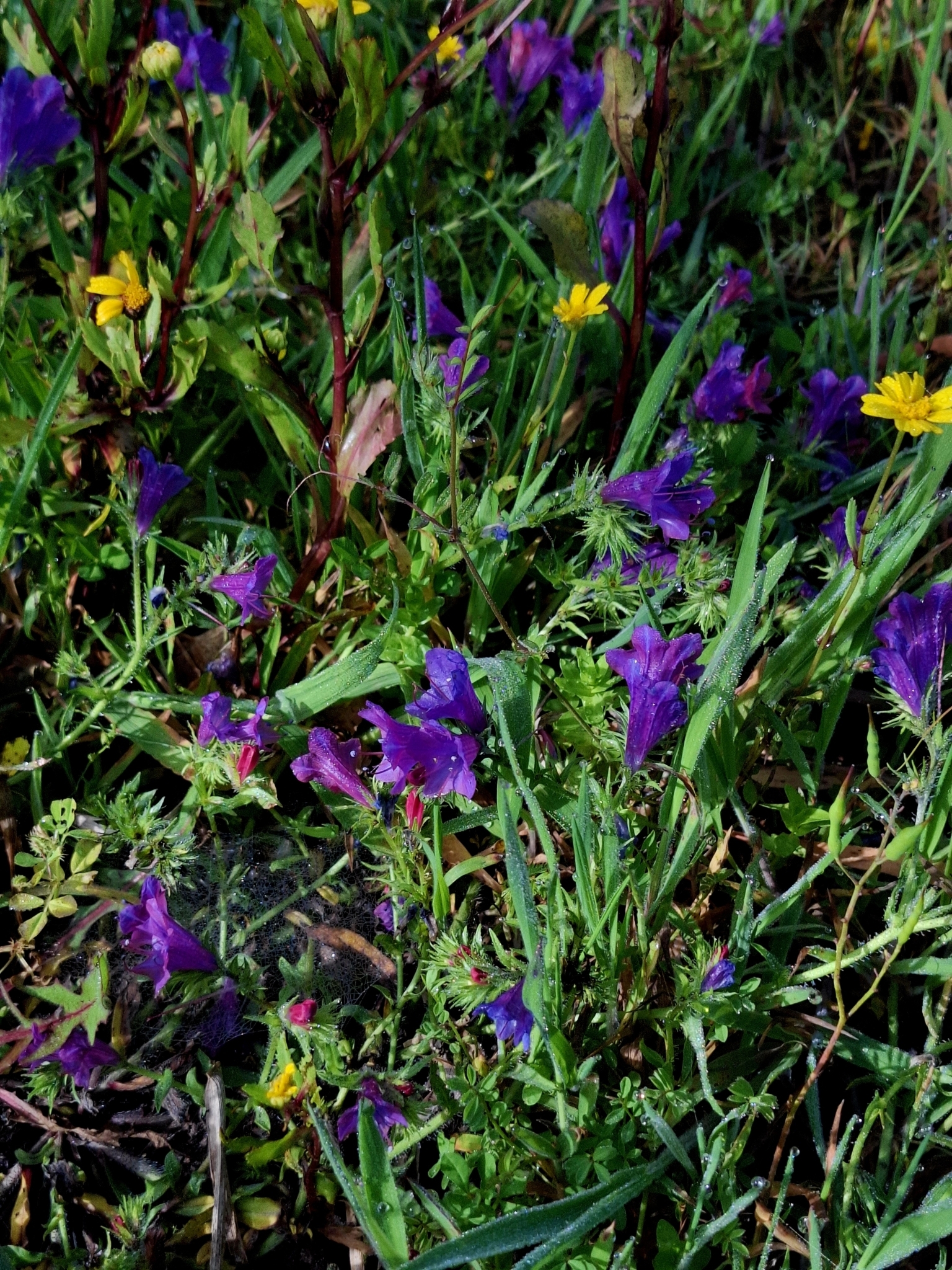 Photo of purple viper's-bugloss (4/12)