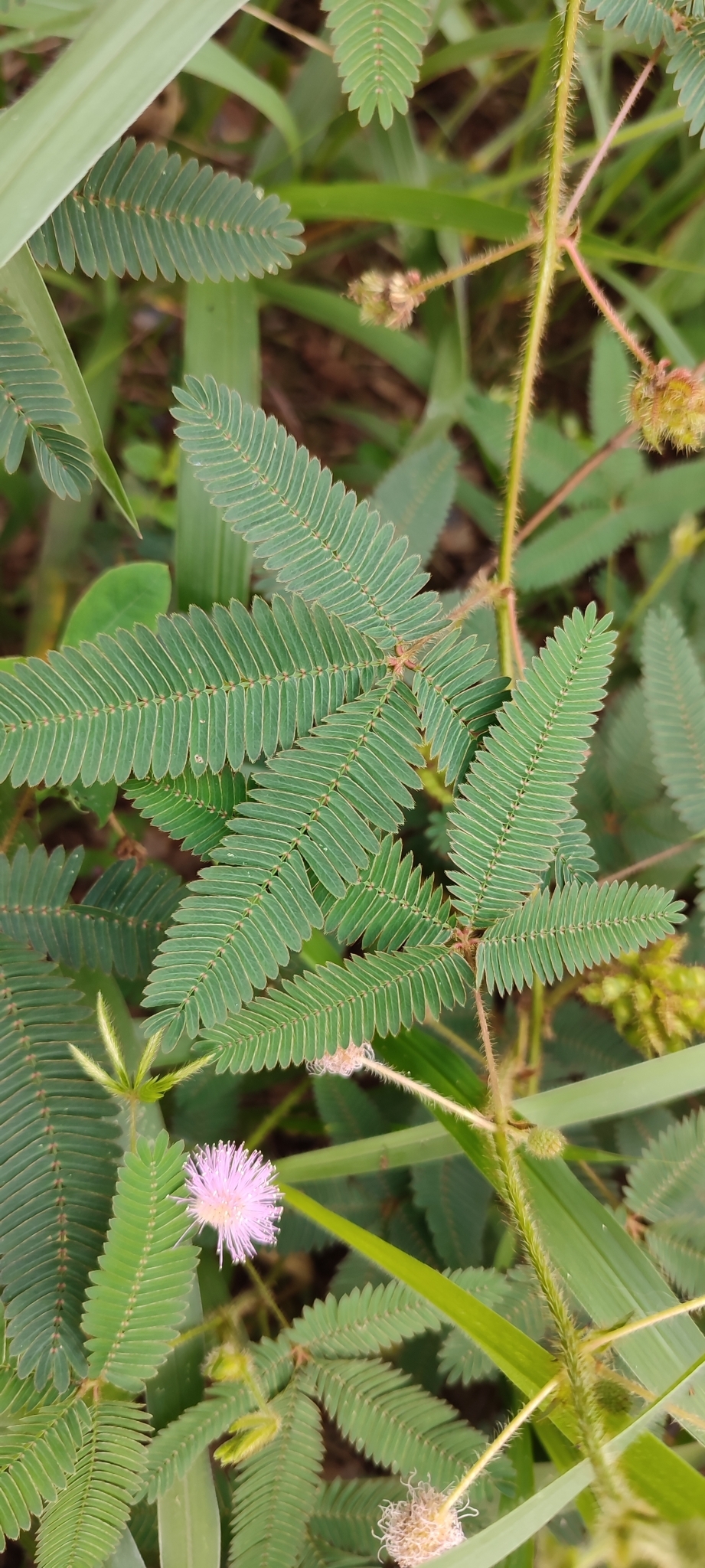 Photo of Sensitive Plant (9/12)