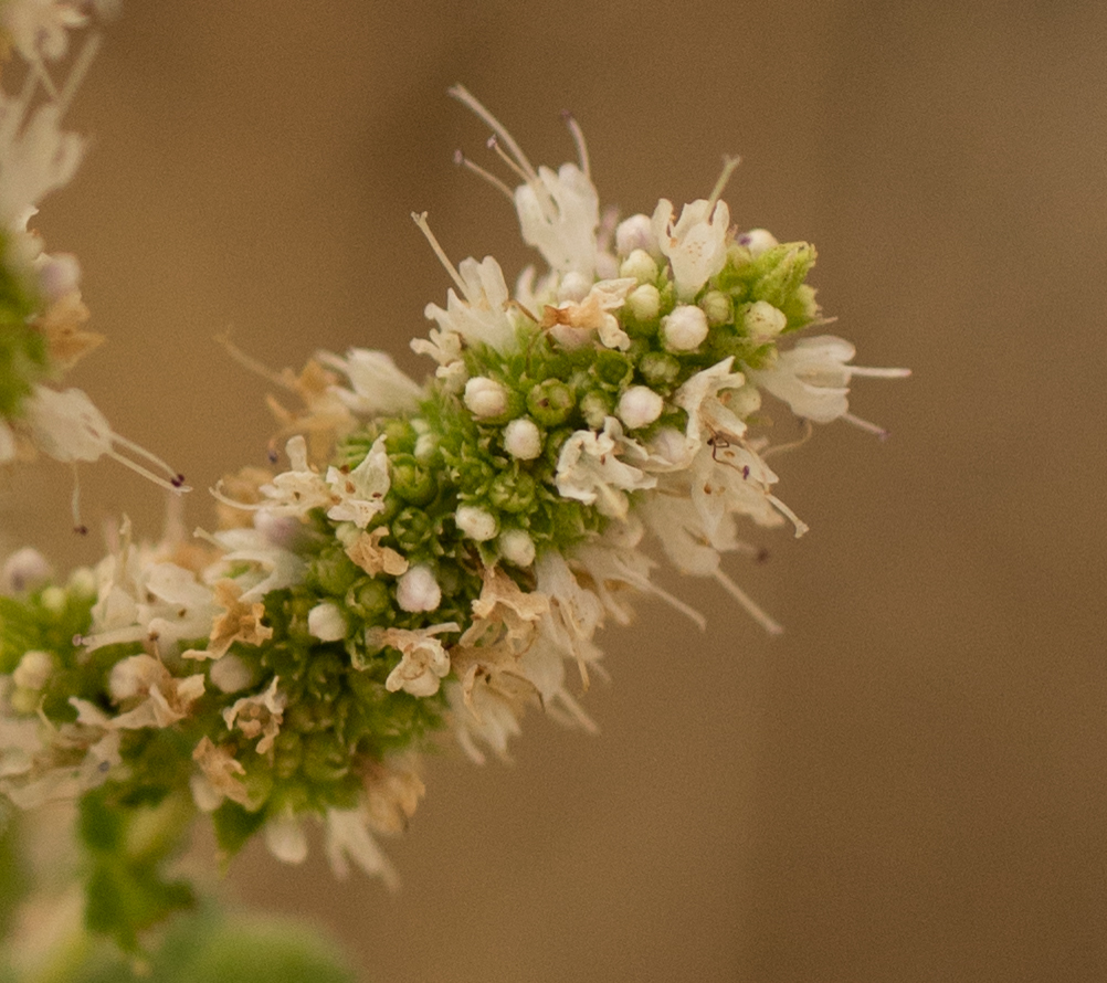Photo of Apple Mint (6/9)
