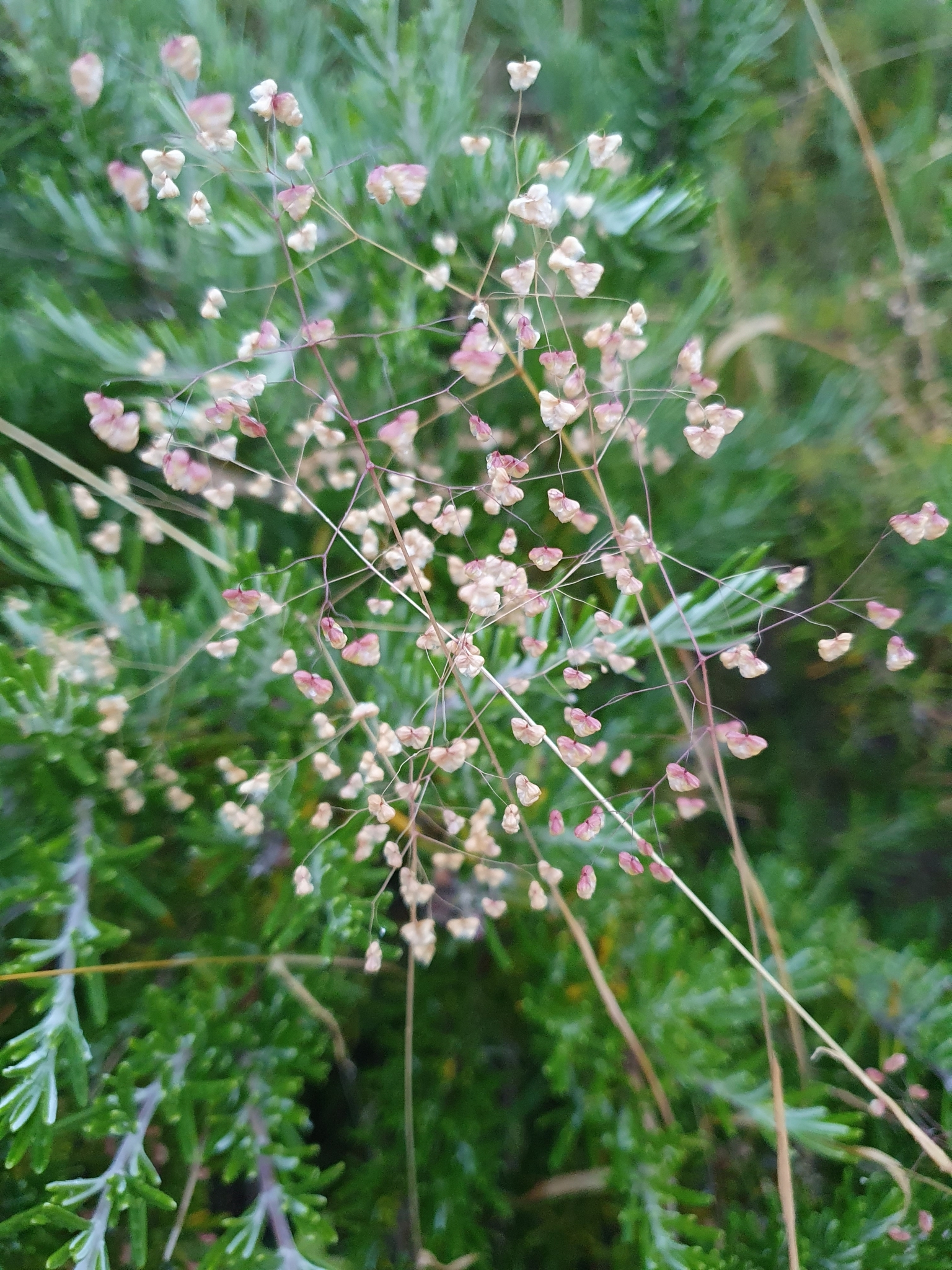 Photo of Little quaking-grass (2/12)
