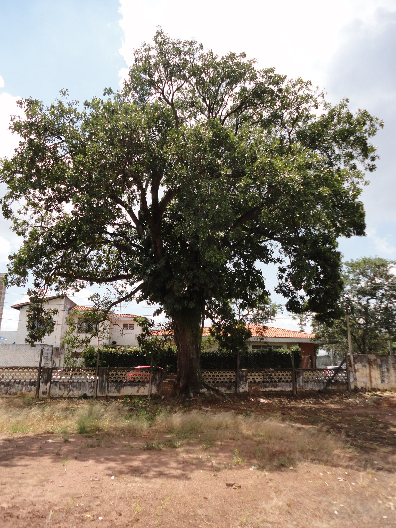 Photo of Erythrina (2/6)