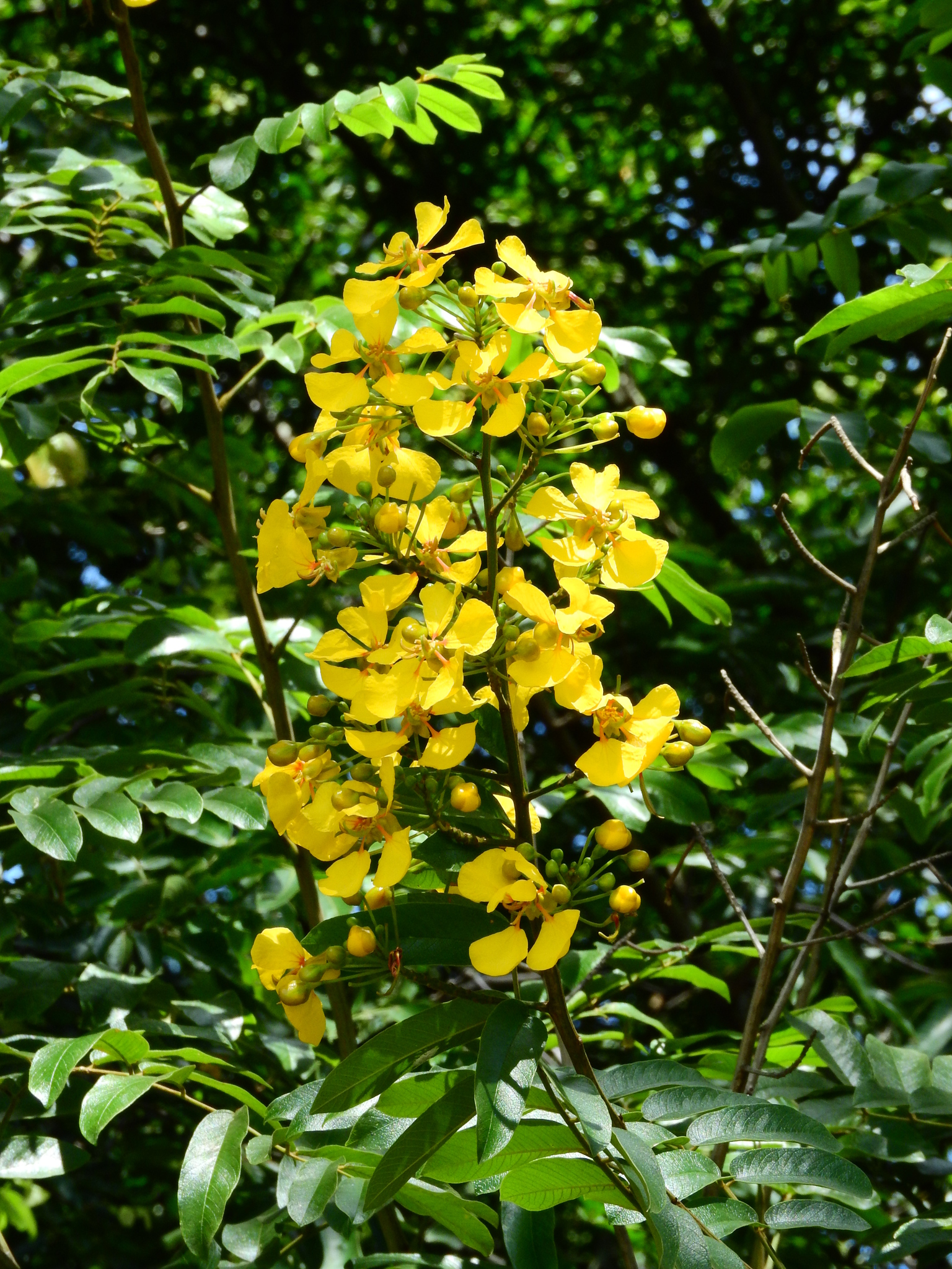 Photo of Senna silvestris (10/12)