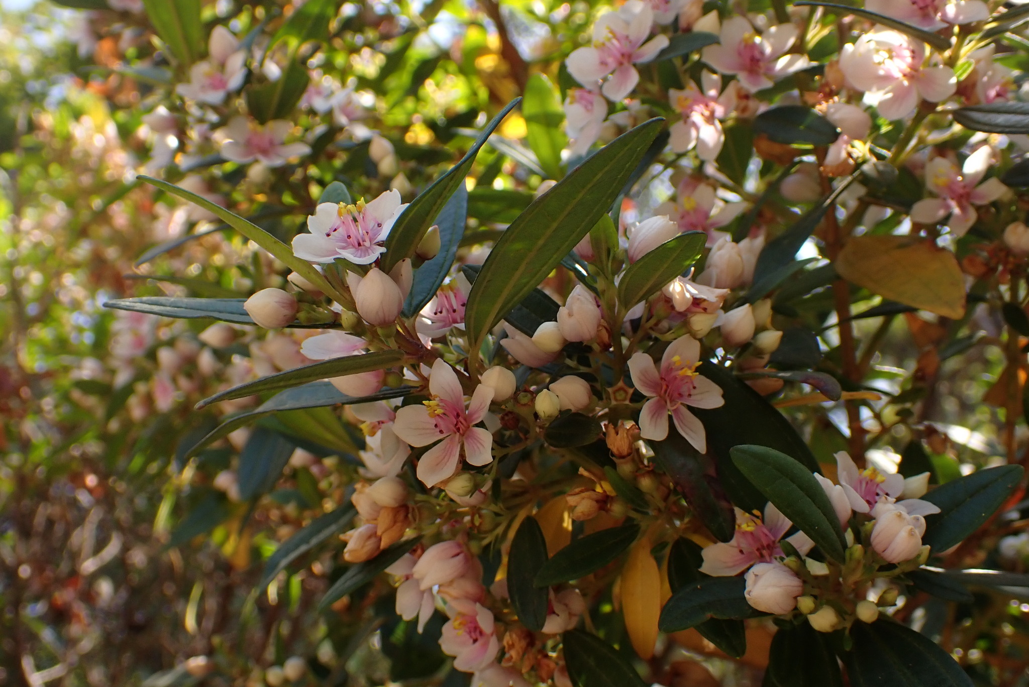 Photo of Trembleya parviflora (6/8)
