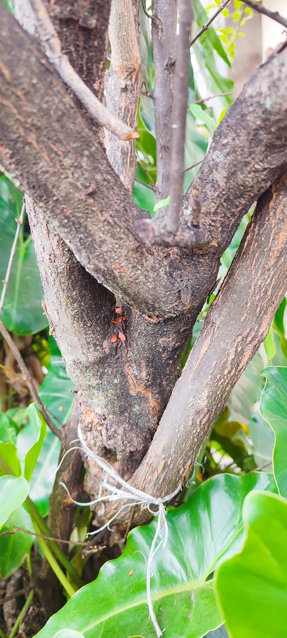 Photo of pomegranate (7/9)