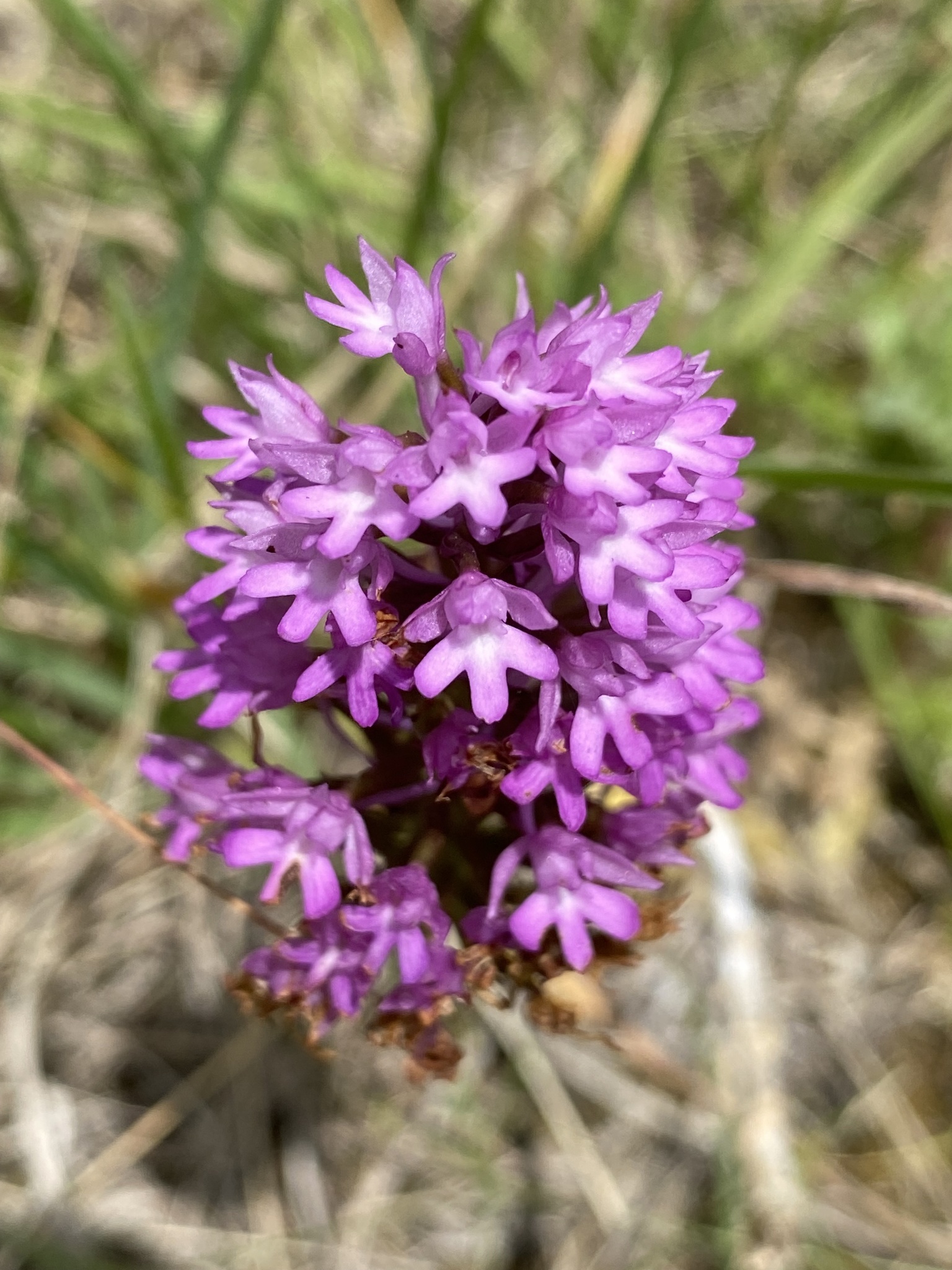 Photo of pyramidal orchid (8/12)