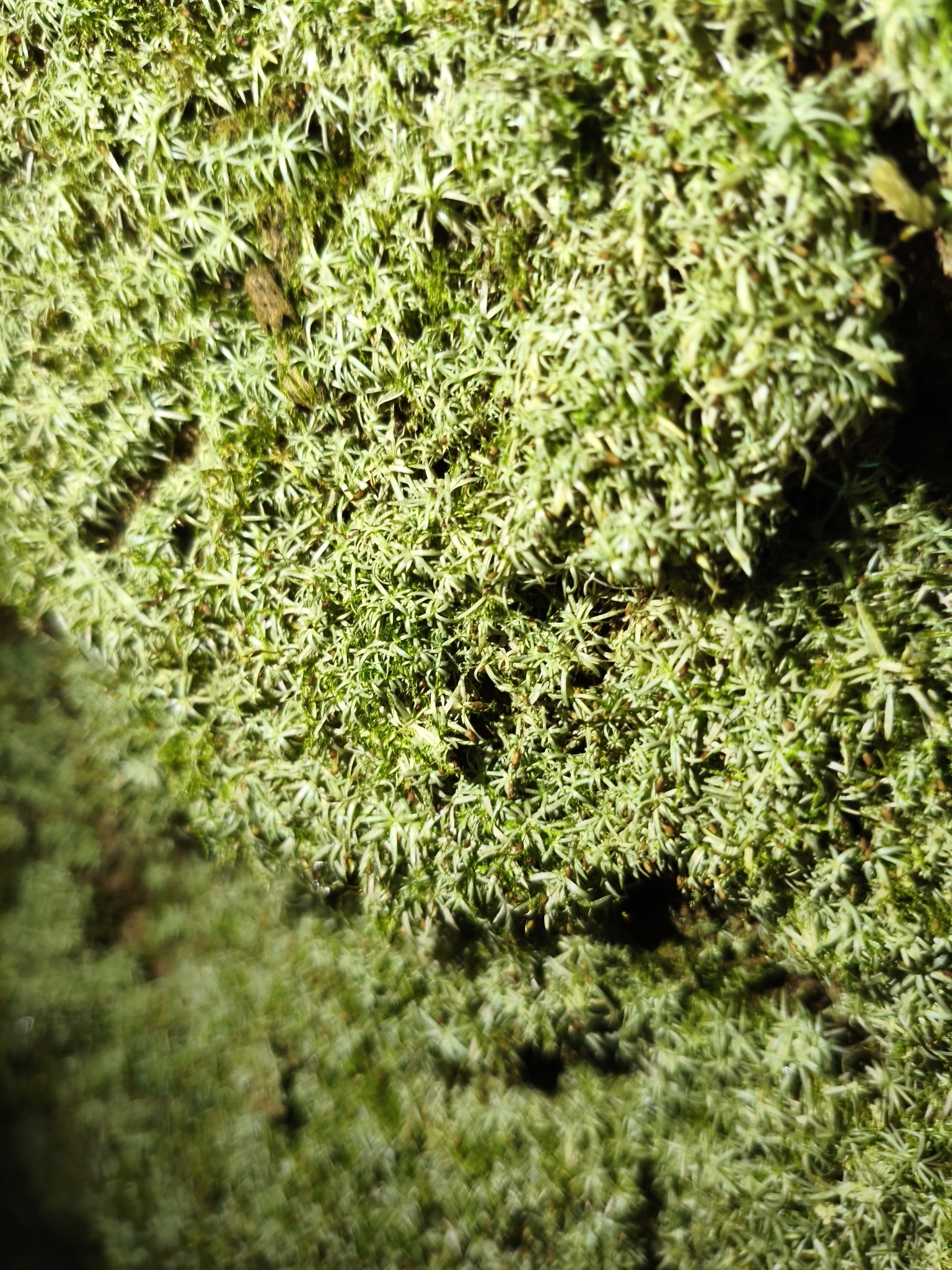 Photo of Dicranales (7/7)