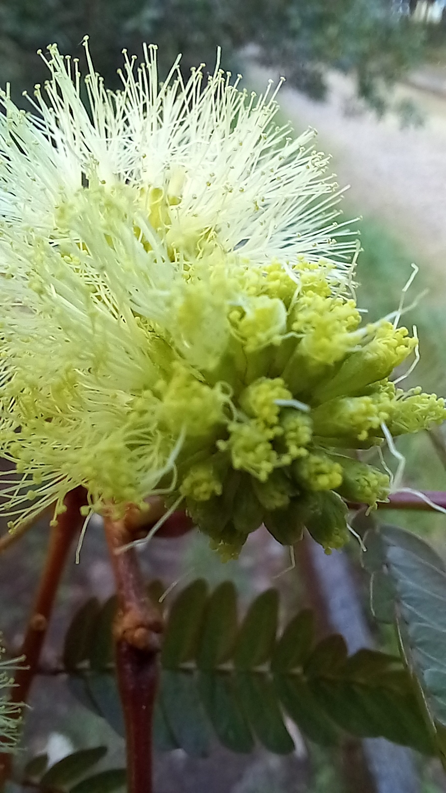Photo of Mimosoideae (4/6)