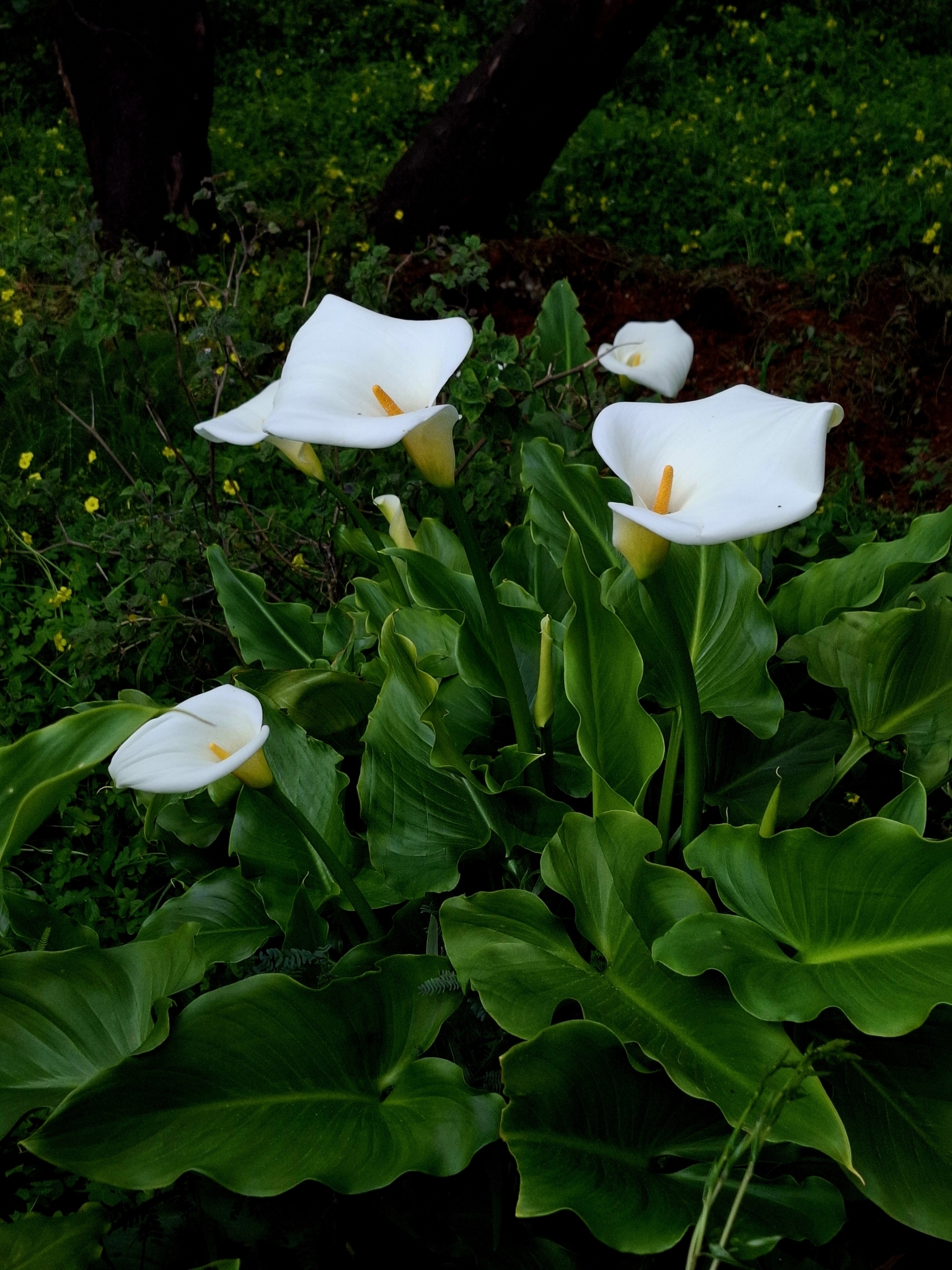 Photo of calla lily (4/12)