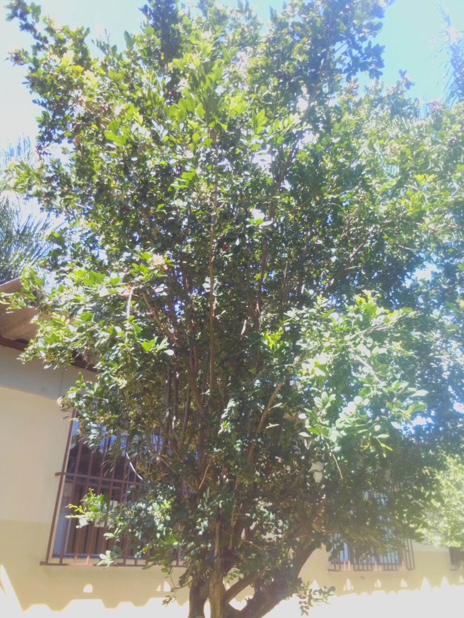 Photo of Orange Jasmine (1/10)