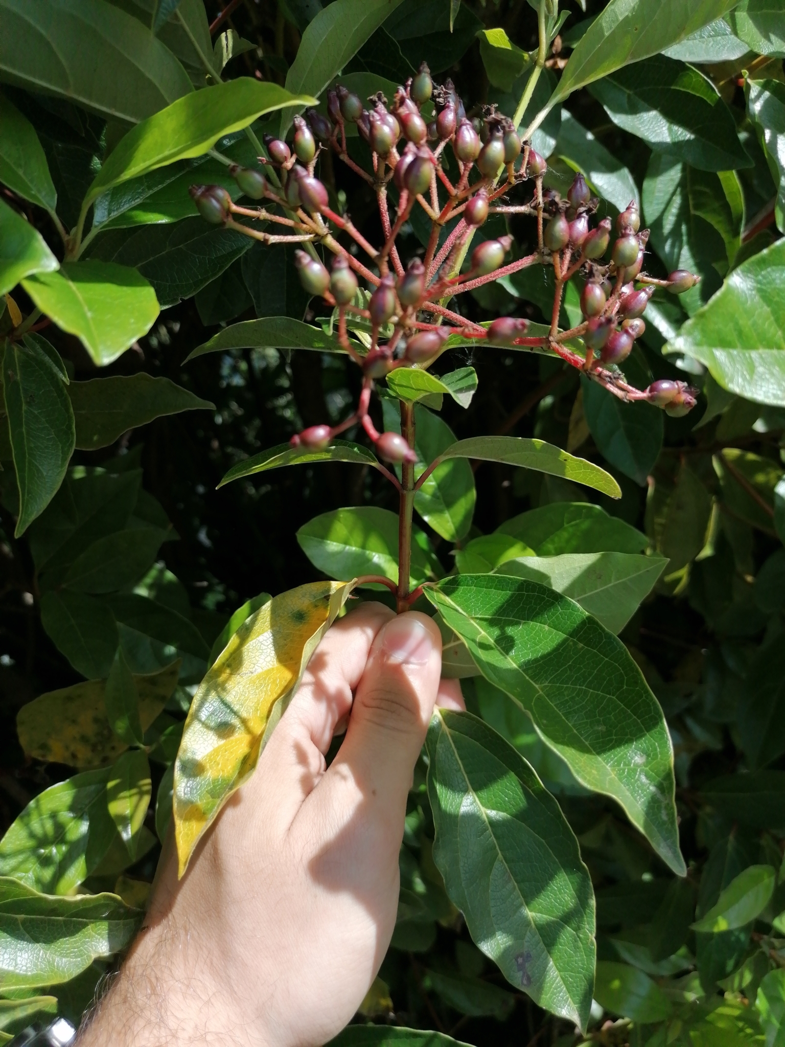 Photo of Laurustinus viburnum (4/12)