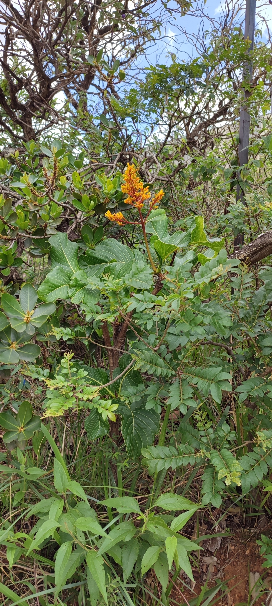Photo of Palicourea rigida (11/12)