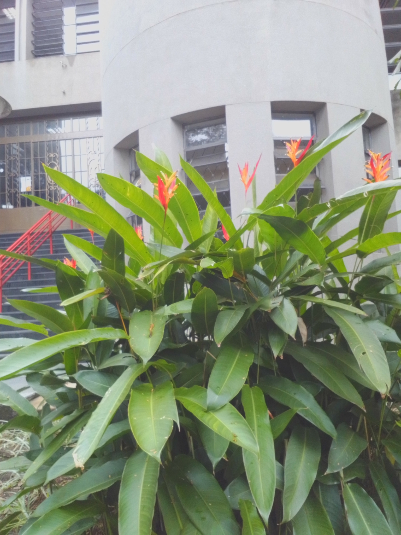 Photo of Parrot's Beak (1/11)